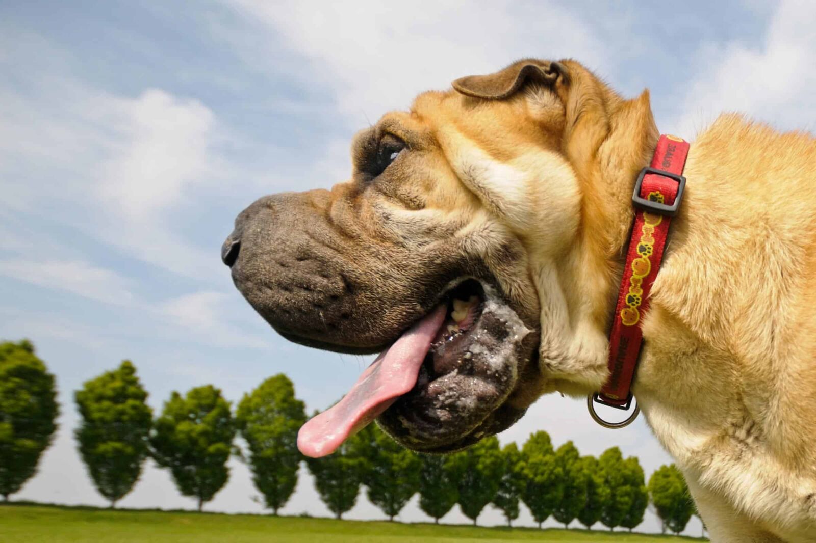 Nikon D300 sample photo. Animal pet, head, outdoor photography