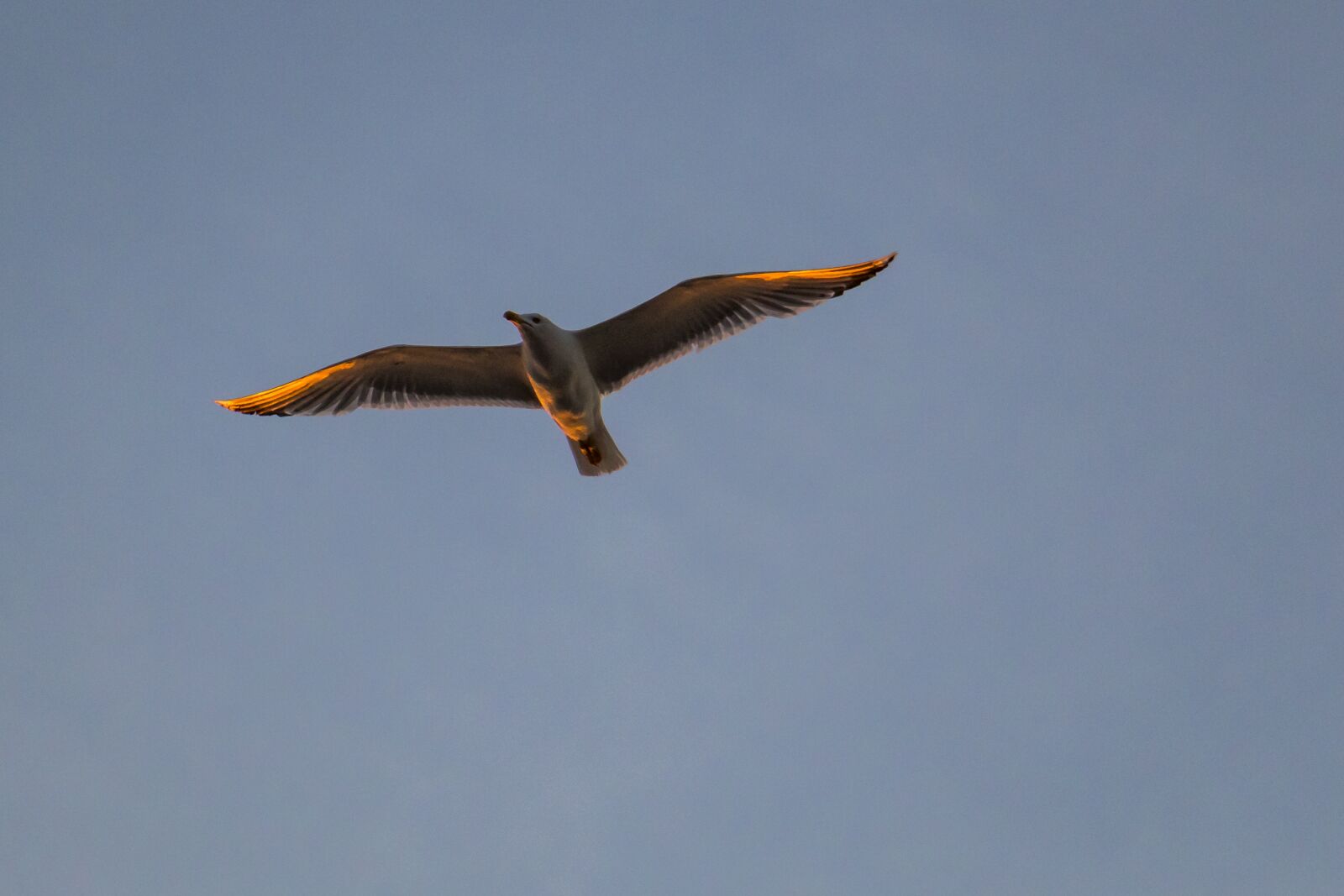 Canon EOS 70D sample photo. Gull, gull in flight photography