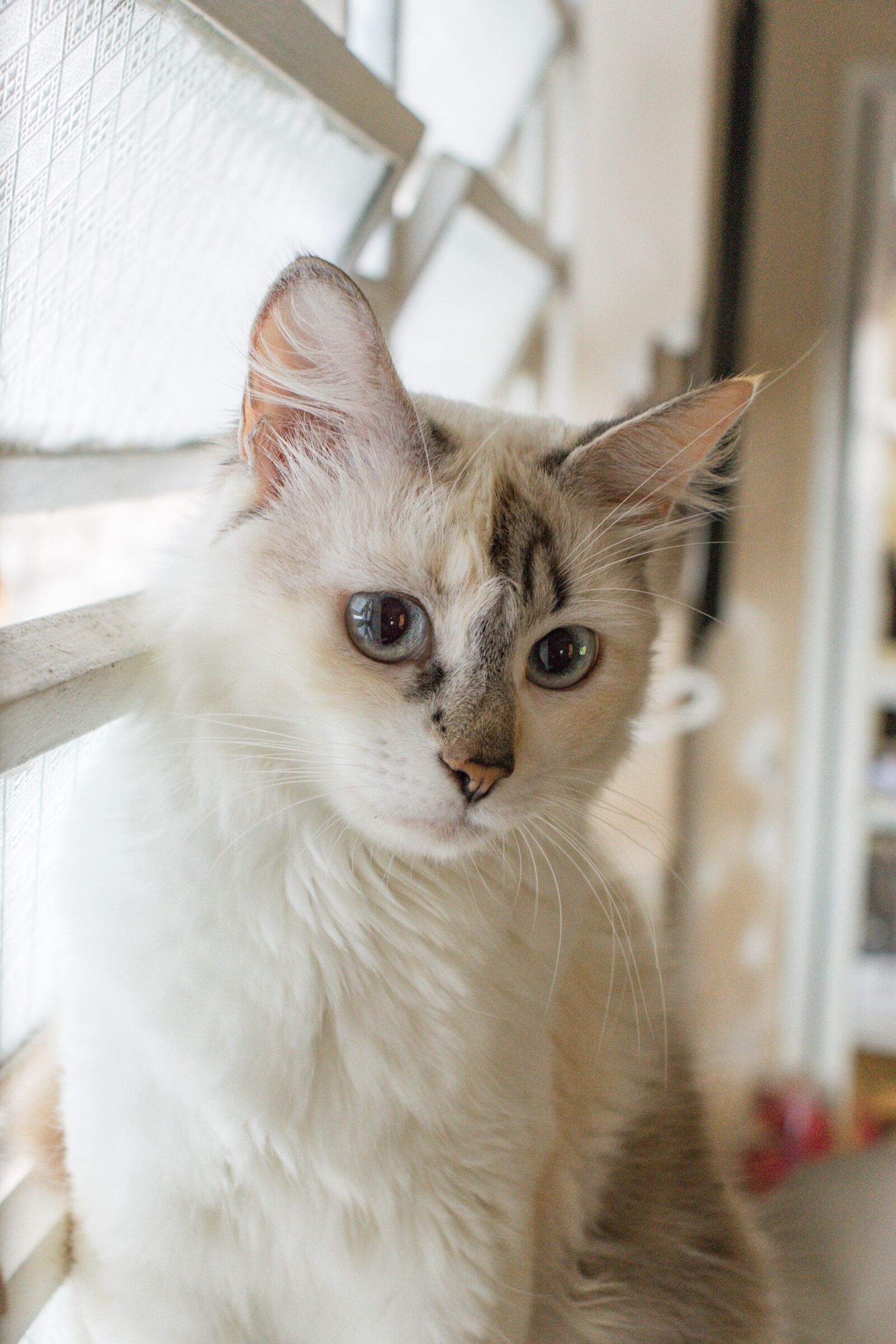 Canon EOS 200D (EOS Rebel SL2 / EOS Kiss X9) sample photo. Cat, female, feline photography