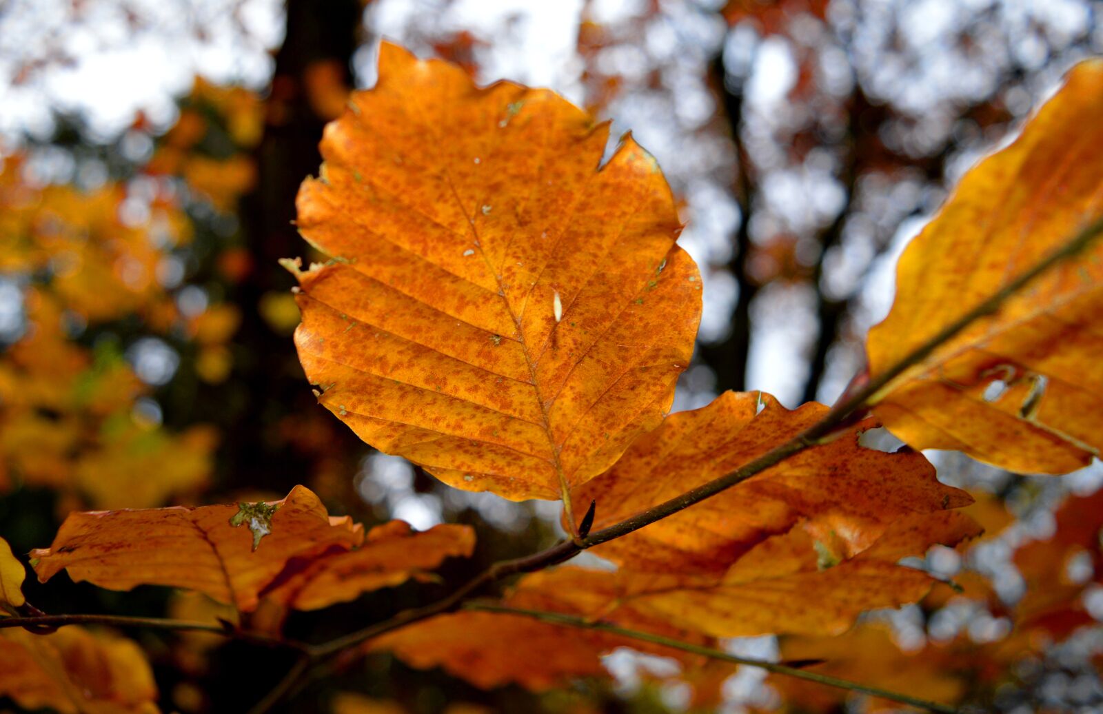 Nikon D3200 sample photo. Autumn leaves branch, autumn photography