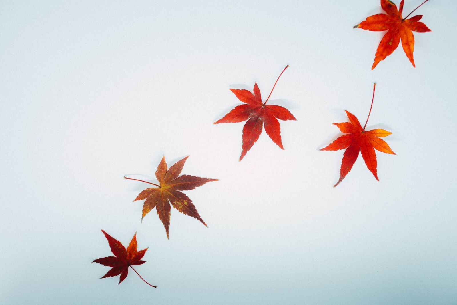 Nikon D7200 sample photo. Leaves, autumn, fall photography