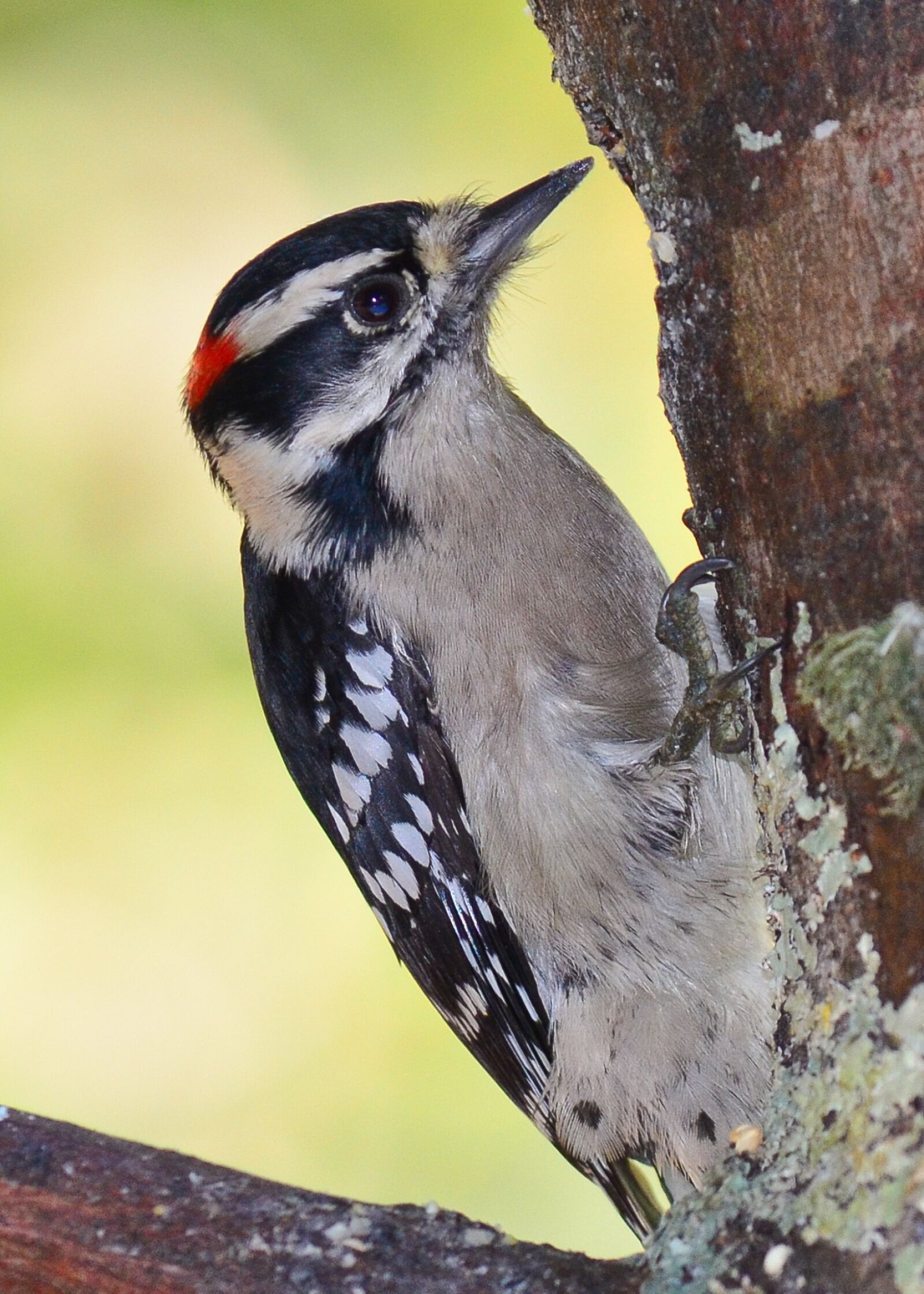 Nikon D5100 sample photo. Bird, wood pecker, wilderness photography