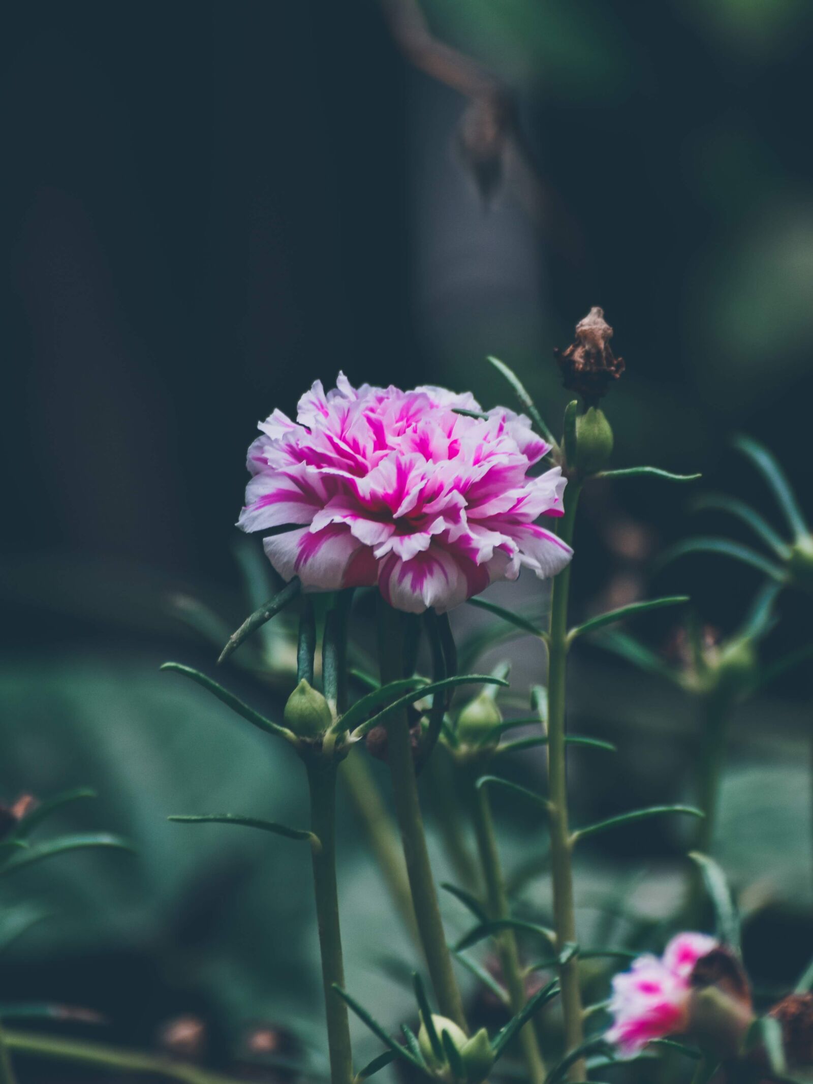 Nikon D5300 sample photo. Flowers, home garden, garden photography
