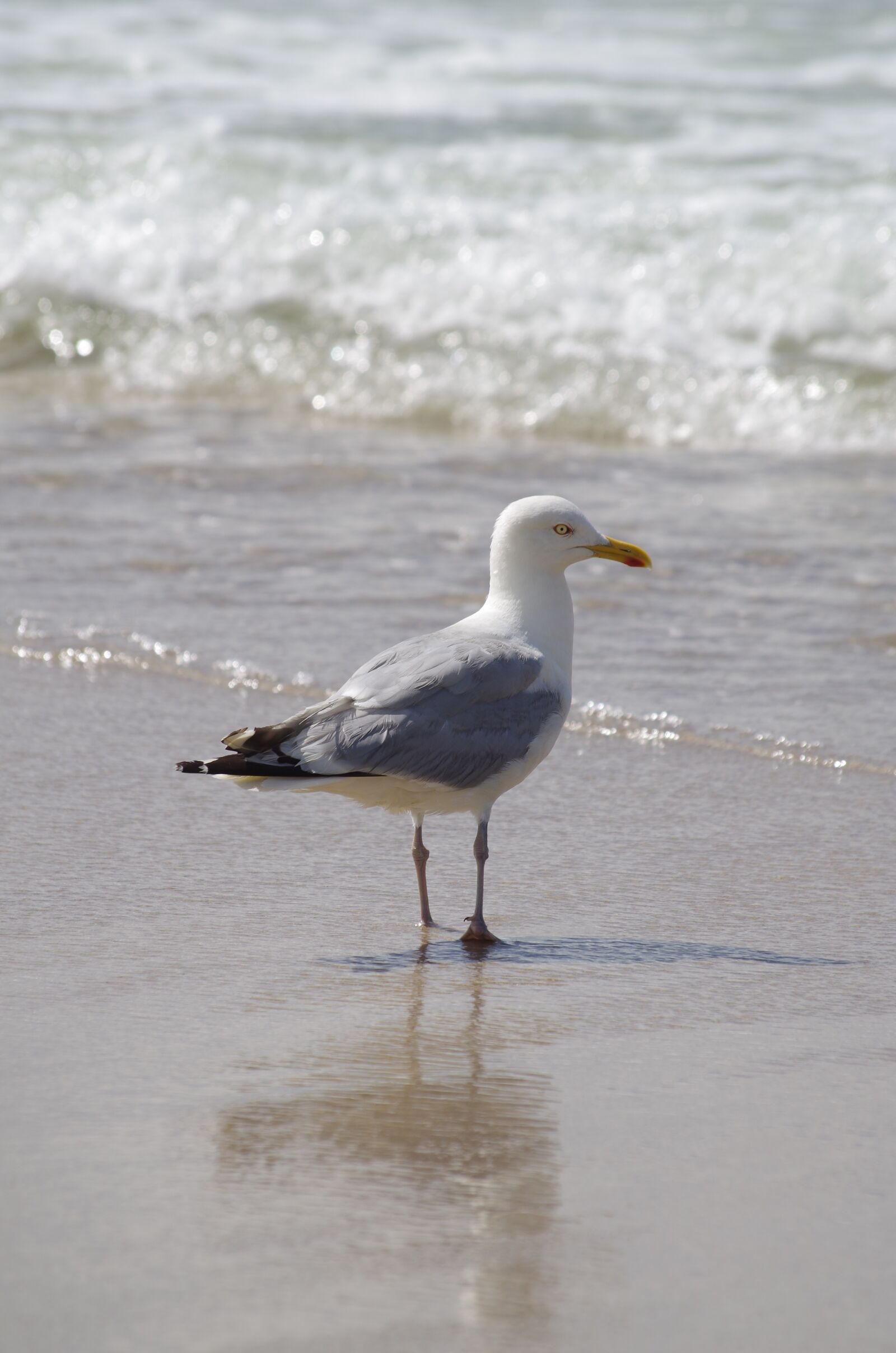 Pentax K-30 sample photo. Seagull, north sea, beach photography