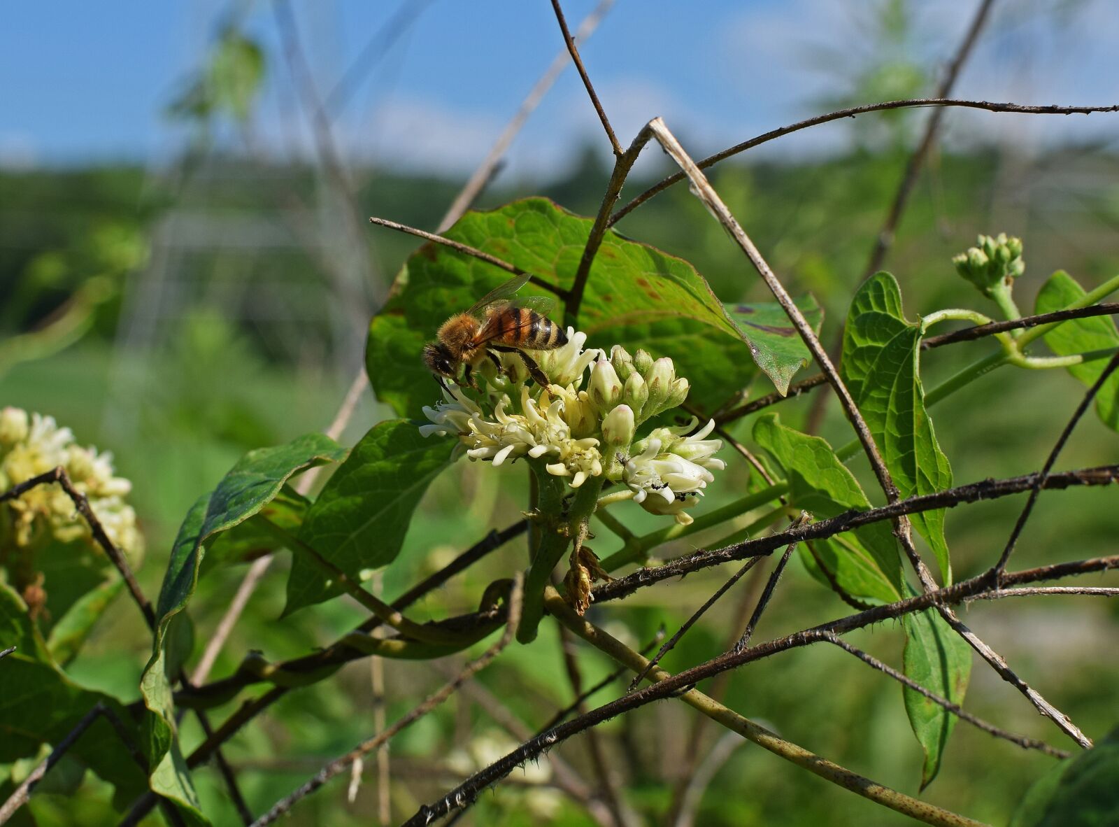 Nikon D3300 sample photo. Honeybee on milkweed, bee photography