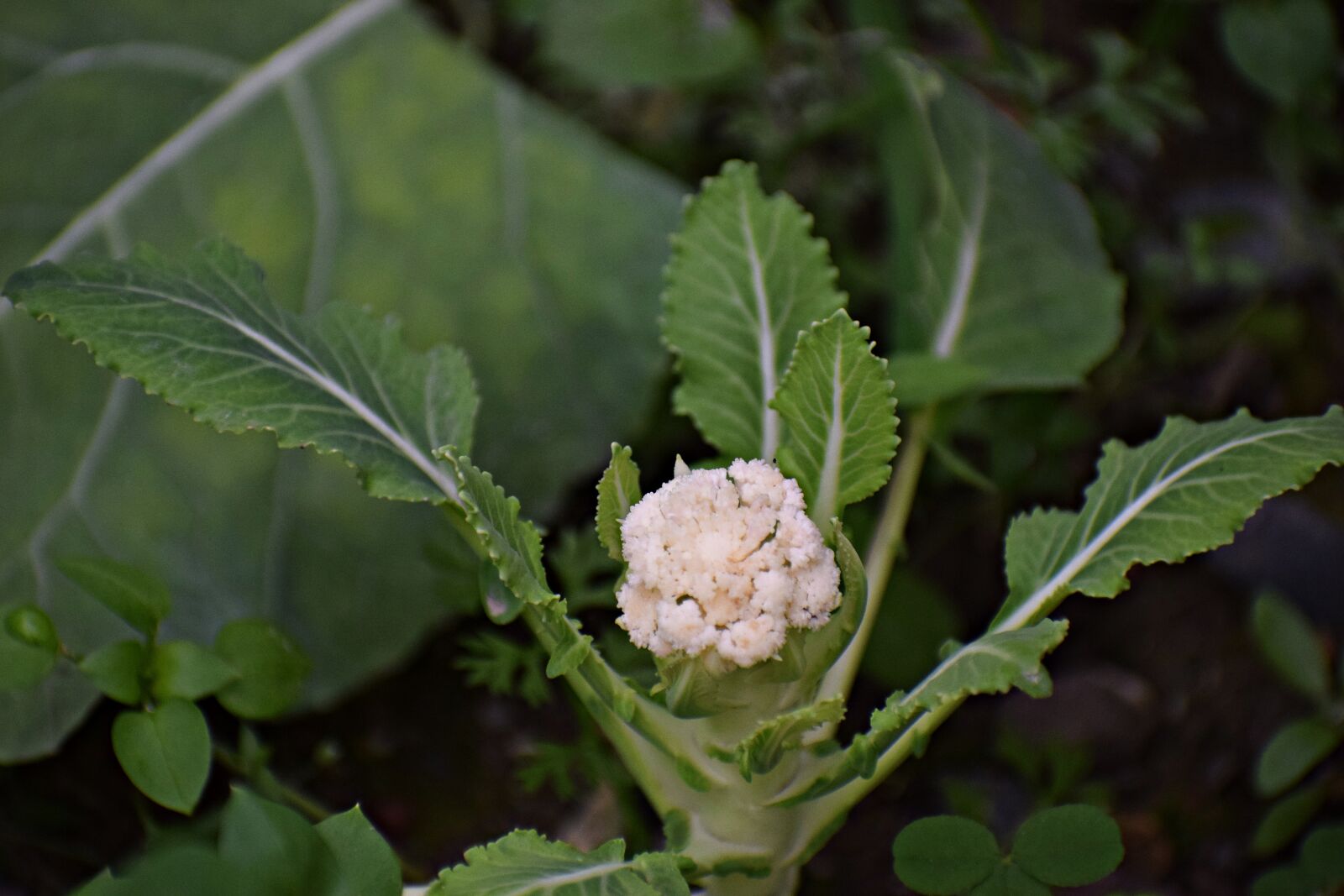 Nikon D3300 sample photo. Cauliflower, plant, bloom photography