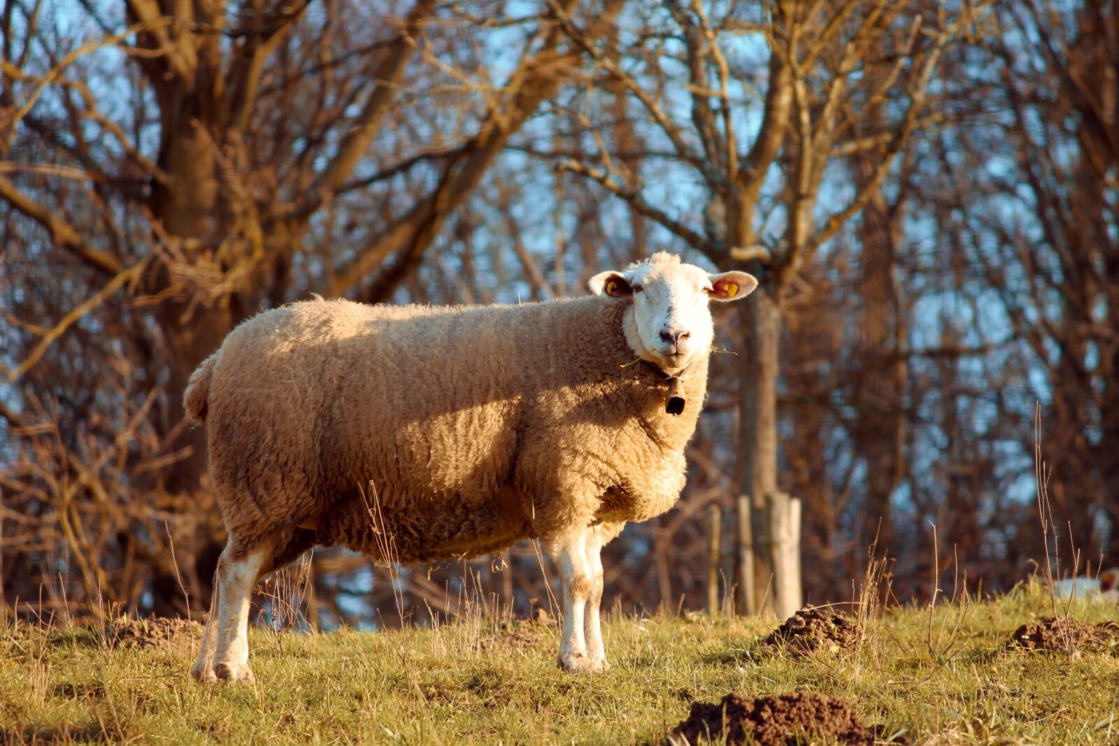 Canon EOS 1100D (EOS Rebel T3 / EOS Kiss X50) sample photo. Wool sheep, sheep, individually photography