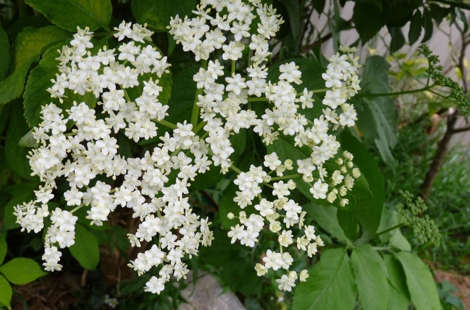 Panasonic Lumix DMC-FZ28 sample photo. Elderberry, flower, tree photography