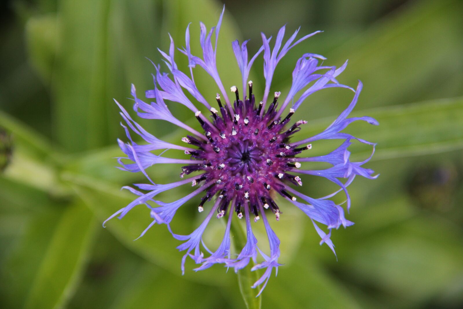 Canon EOS 550D (EOS Rebel T2i / EOS Kiss X4) sample photo. Natural, flower, blue flower photography