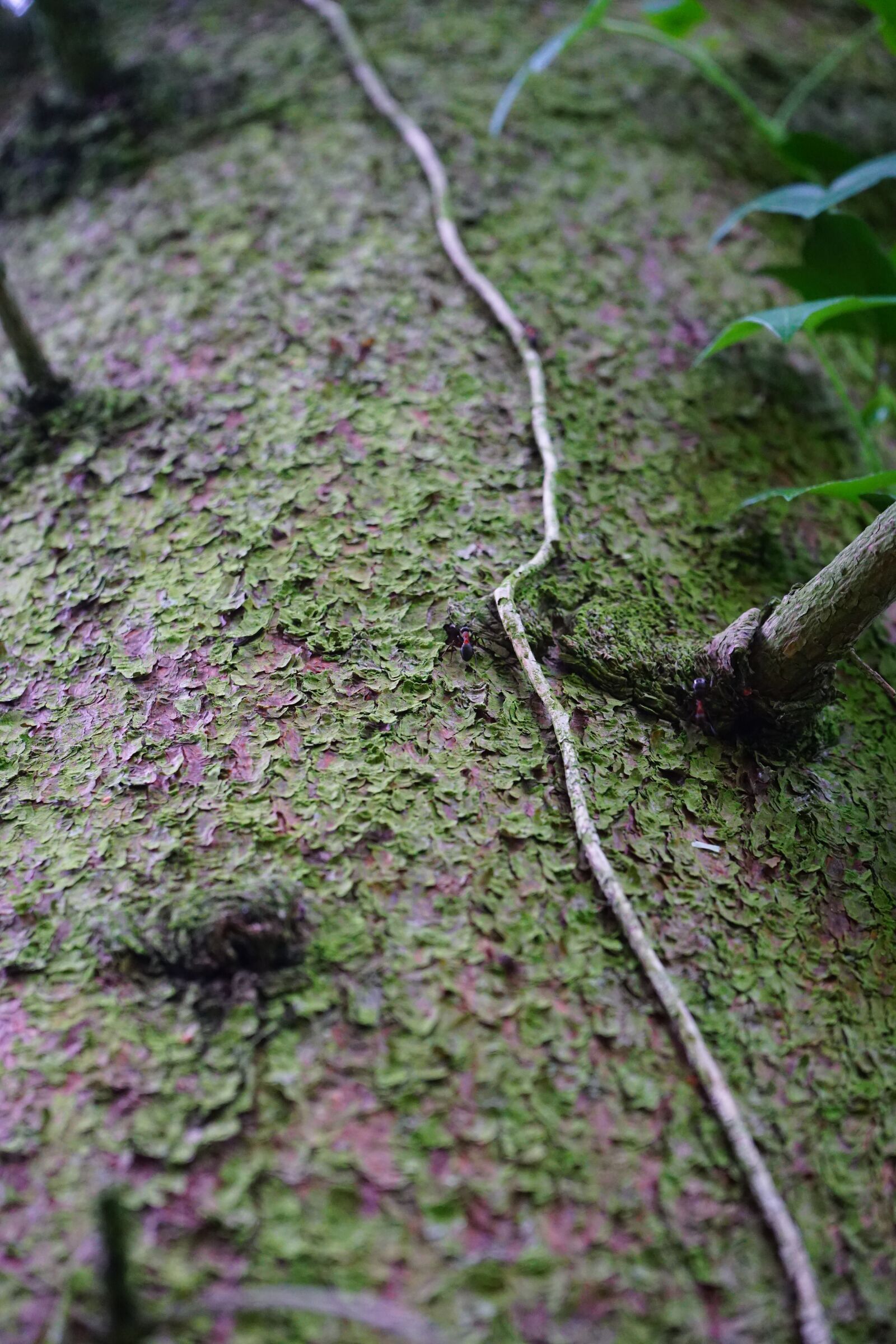 Sony a7 + Sony FE 28-70mm F3.5-5.6 OSS sample photo. Log, bark, fir tree photography