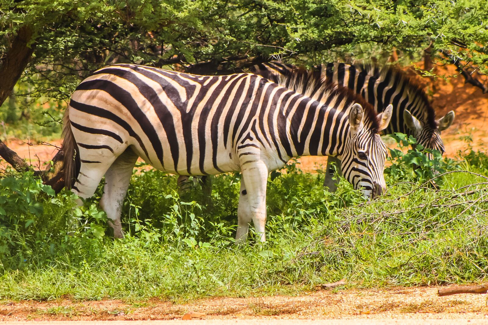 Canon EOS 500D (EOS Rebel T1i / EOS Kiss X3) sample photo. Zebra, safari, africa photography
