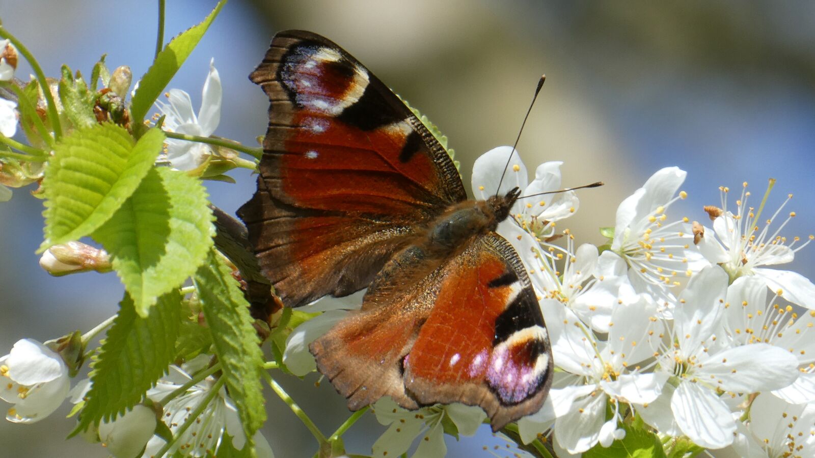 Panasonic Lumix DC-ZS70 (Lumix DC-TZ90) sample photo. Butterfly, insect, lepidoptera photography