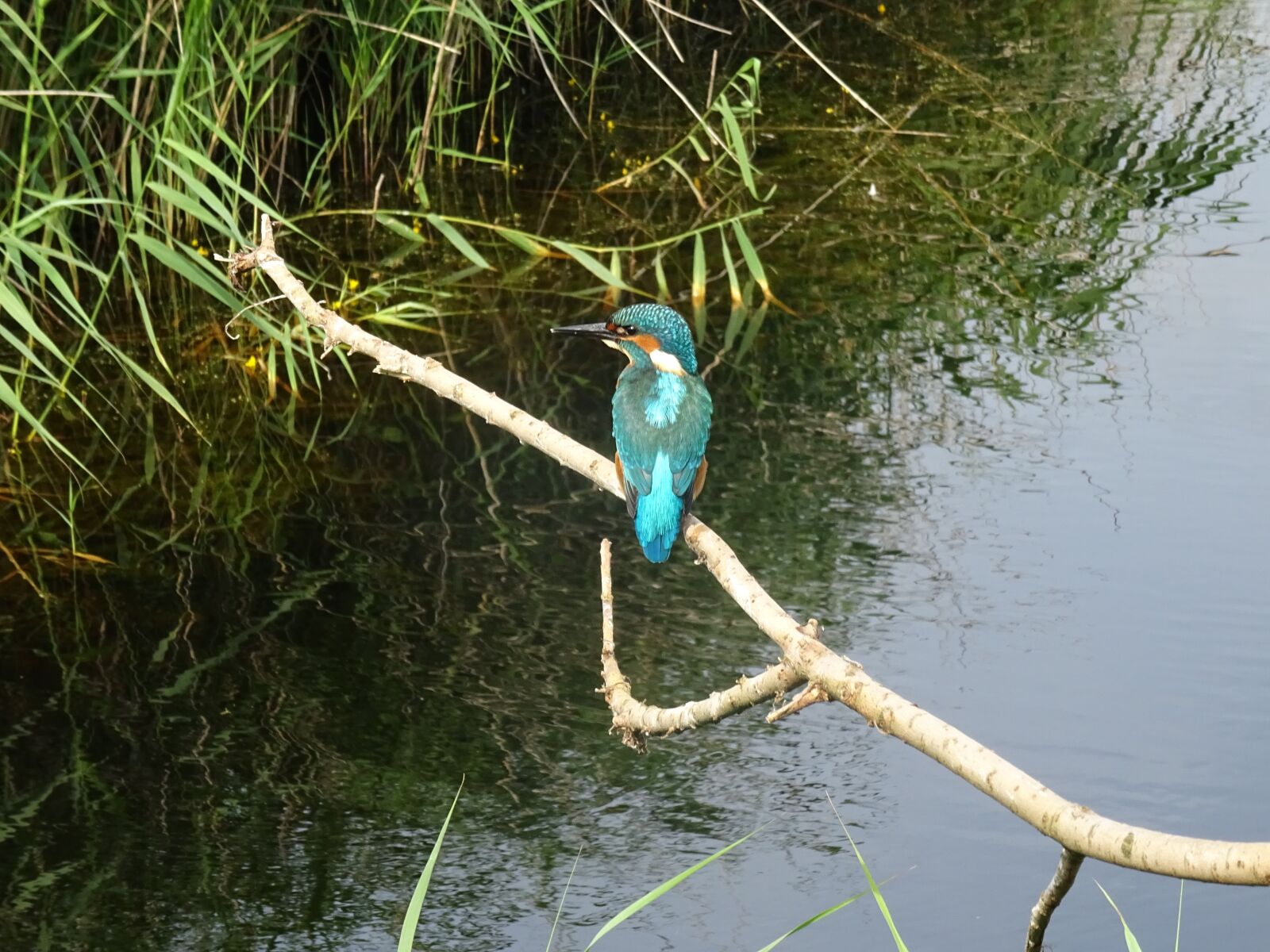 Sony DSC-HX60 sample photo. Nature, bird, kingfisher photography