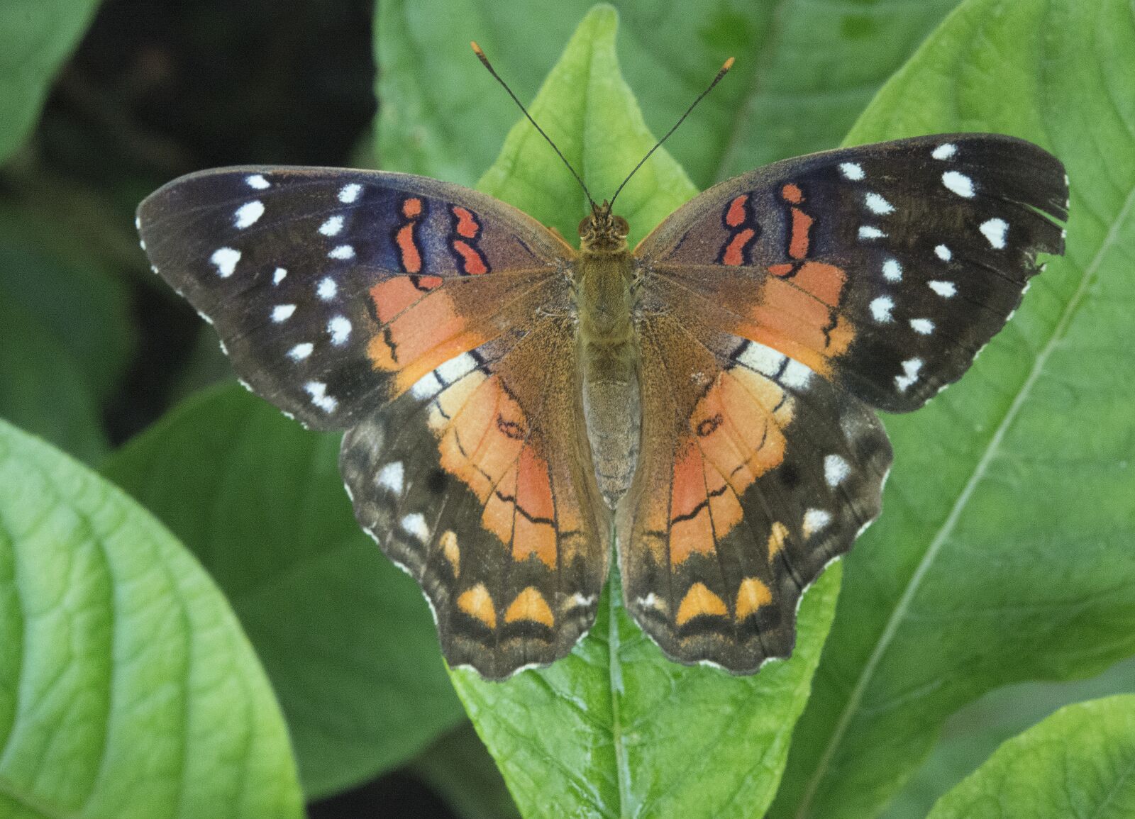 Nikon D800 sample photo. Butterfly, wings, fauna photography