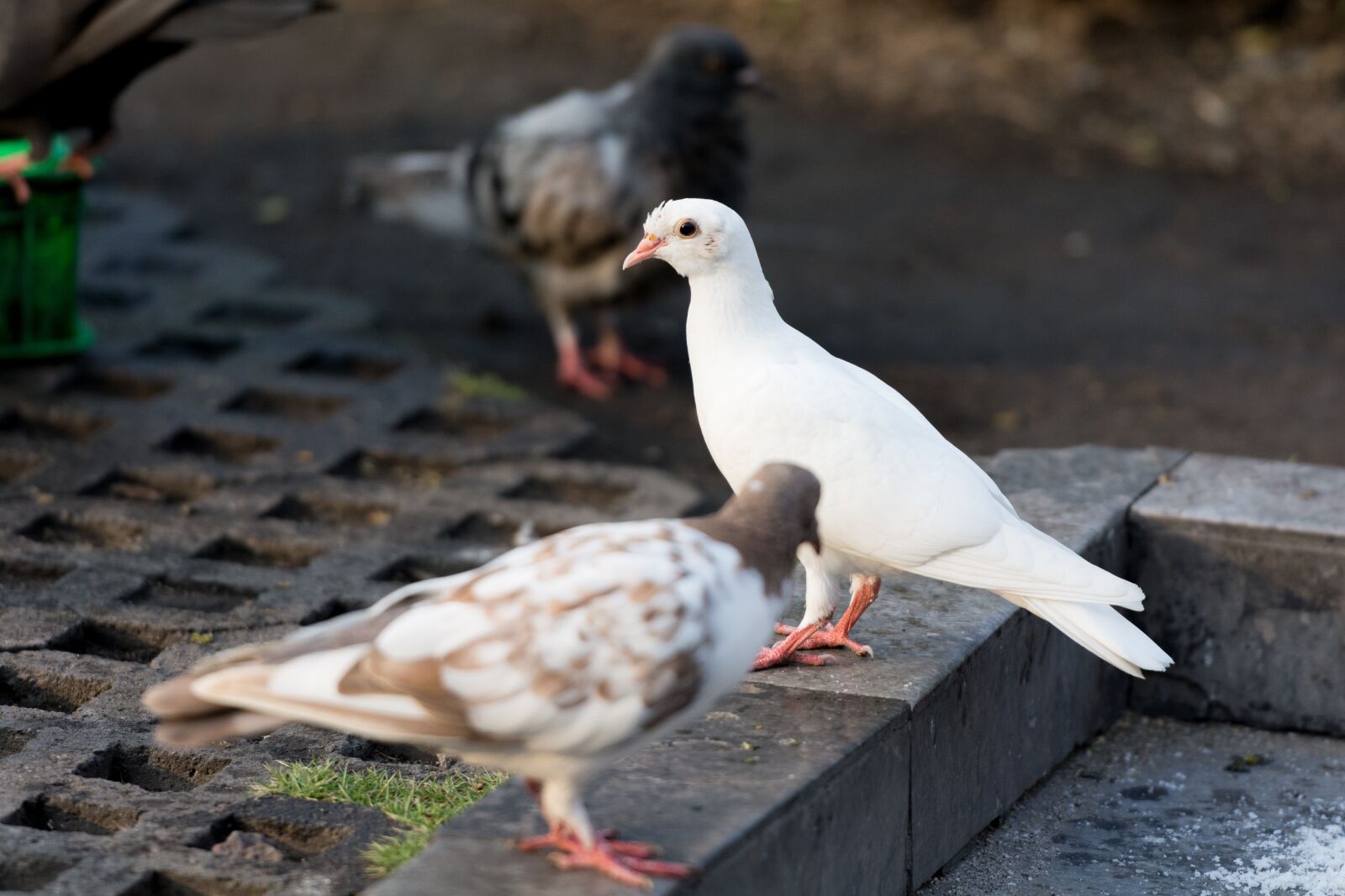 Nikon D7100 sample photo. Dove, bird, animal photography