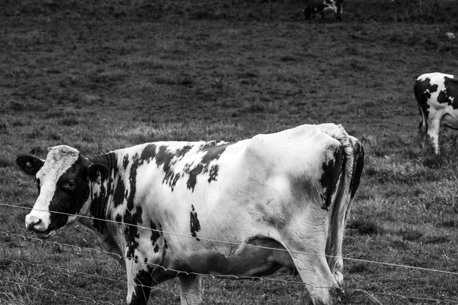 Canon EOS R + Canon EF 135mm F2L USM sample photo. Cow, animal, livestock photography