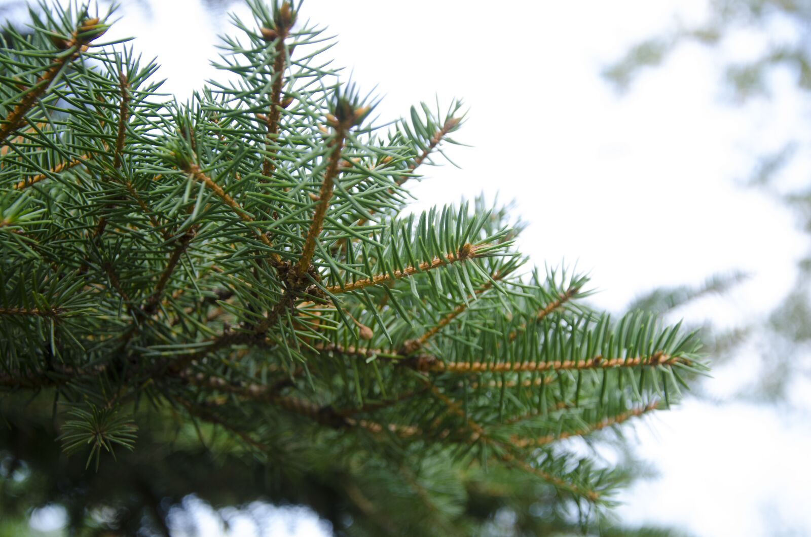 Nikon D7000 sample photo. Fur tree, spruce, tree photography