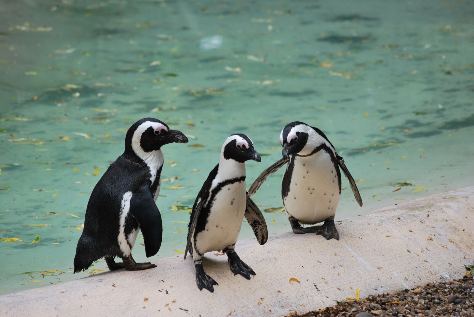 Nikon D60 sample photo. Penguin, animal, wildlife photography