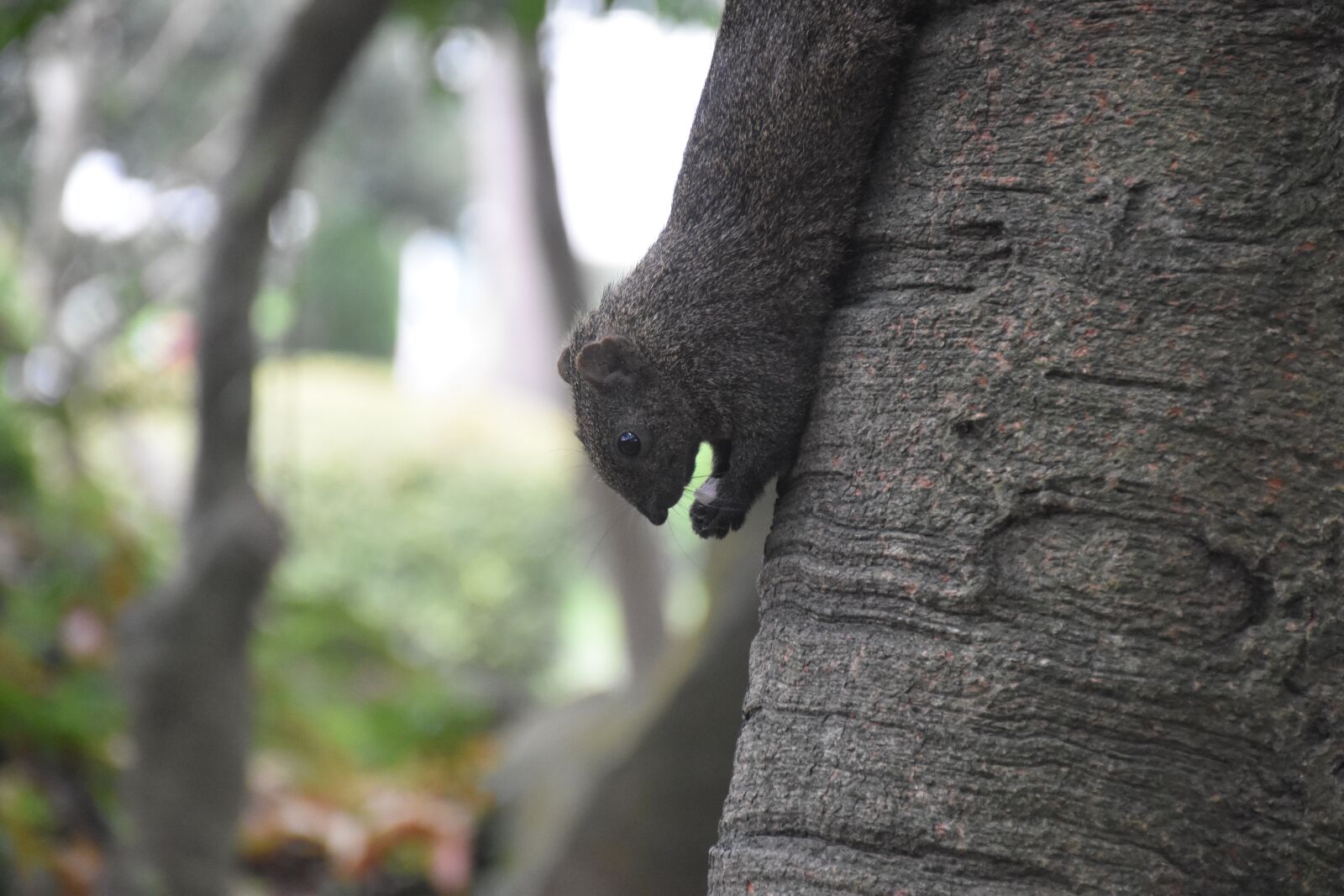 Nikon D5500 sample photo. Squirrel, nature, animal photography