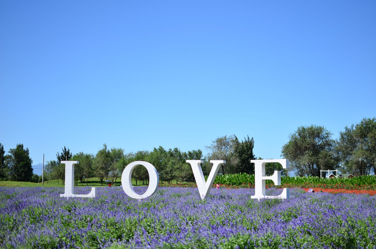 Nikon D5100 + Nikon AF-S DX Nikkor 35mm F1.8G sample photo. Lavender, lawn, love photography