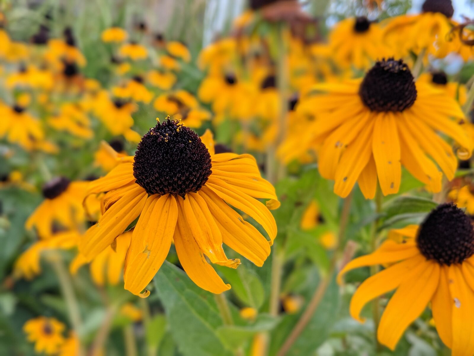 Google Pixel 2 sample photo. Black eyed susan, flower photography