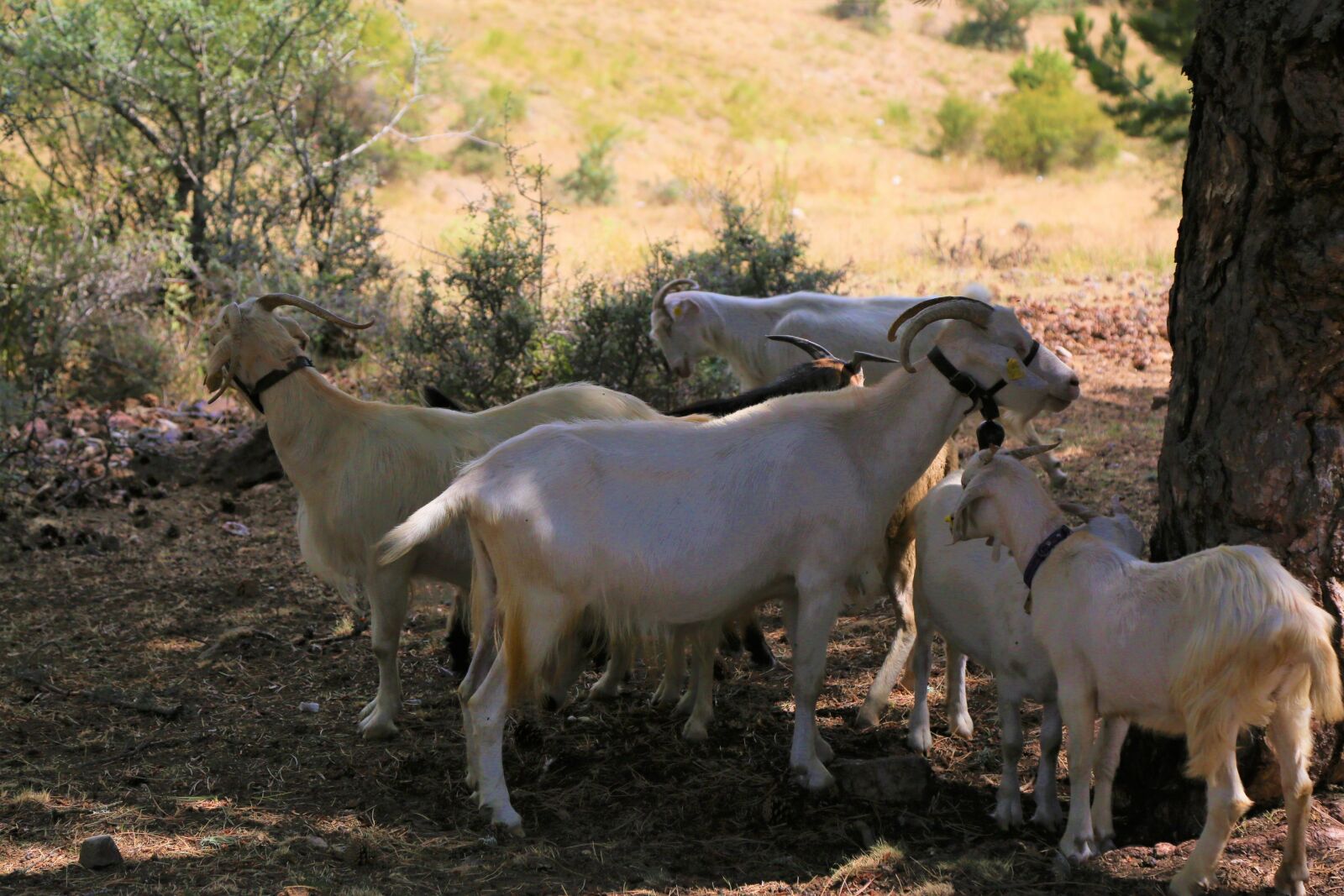 Canon EF 24-105mm F4L IS USM sample photo. Goats, animals, rural photography