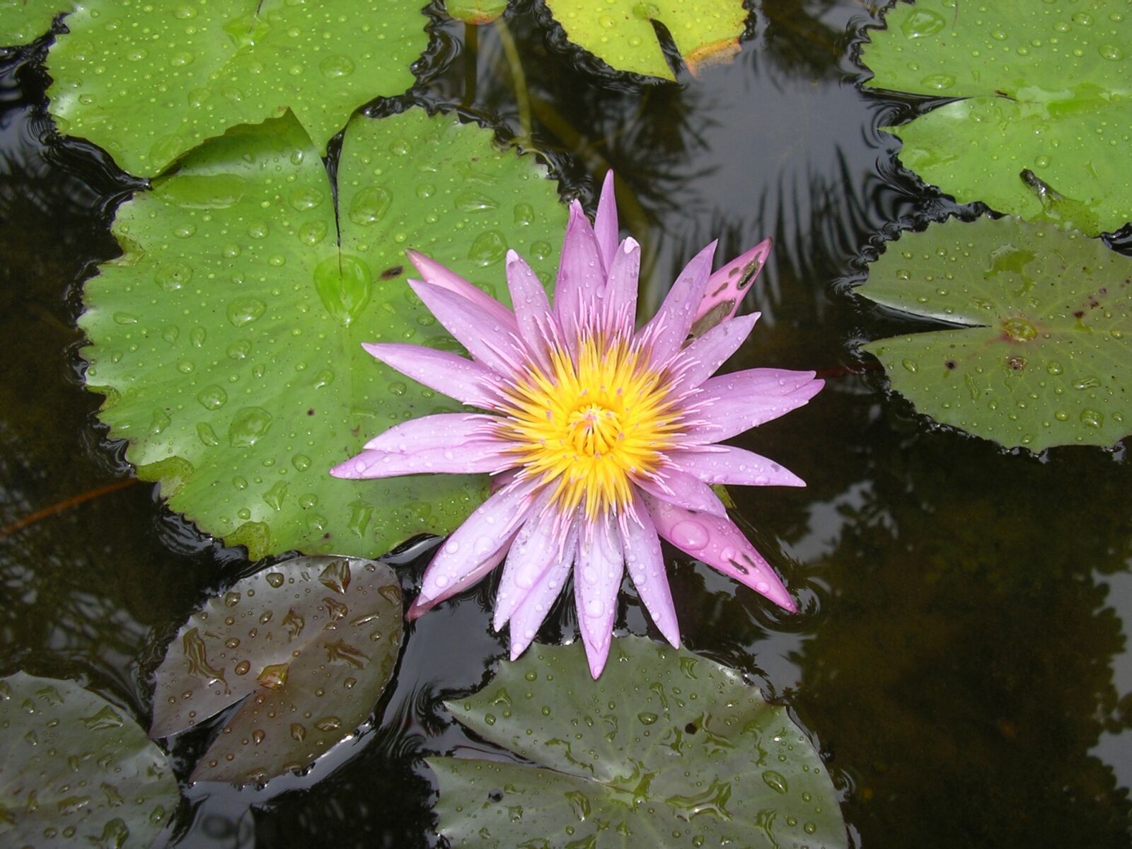 Pentax OPTIO 30 sample photo. Water lily, water plant photography