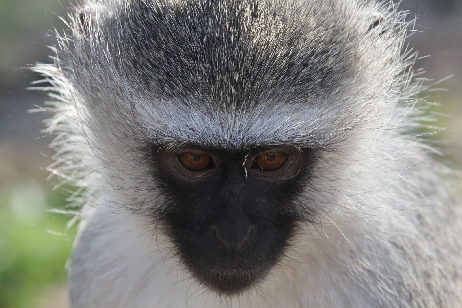 Canon EF 70-200mm F2.8L IS II USM sample photo. Blue, monkey, close up photography