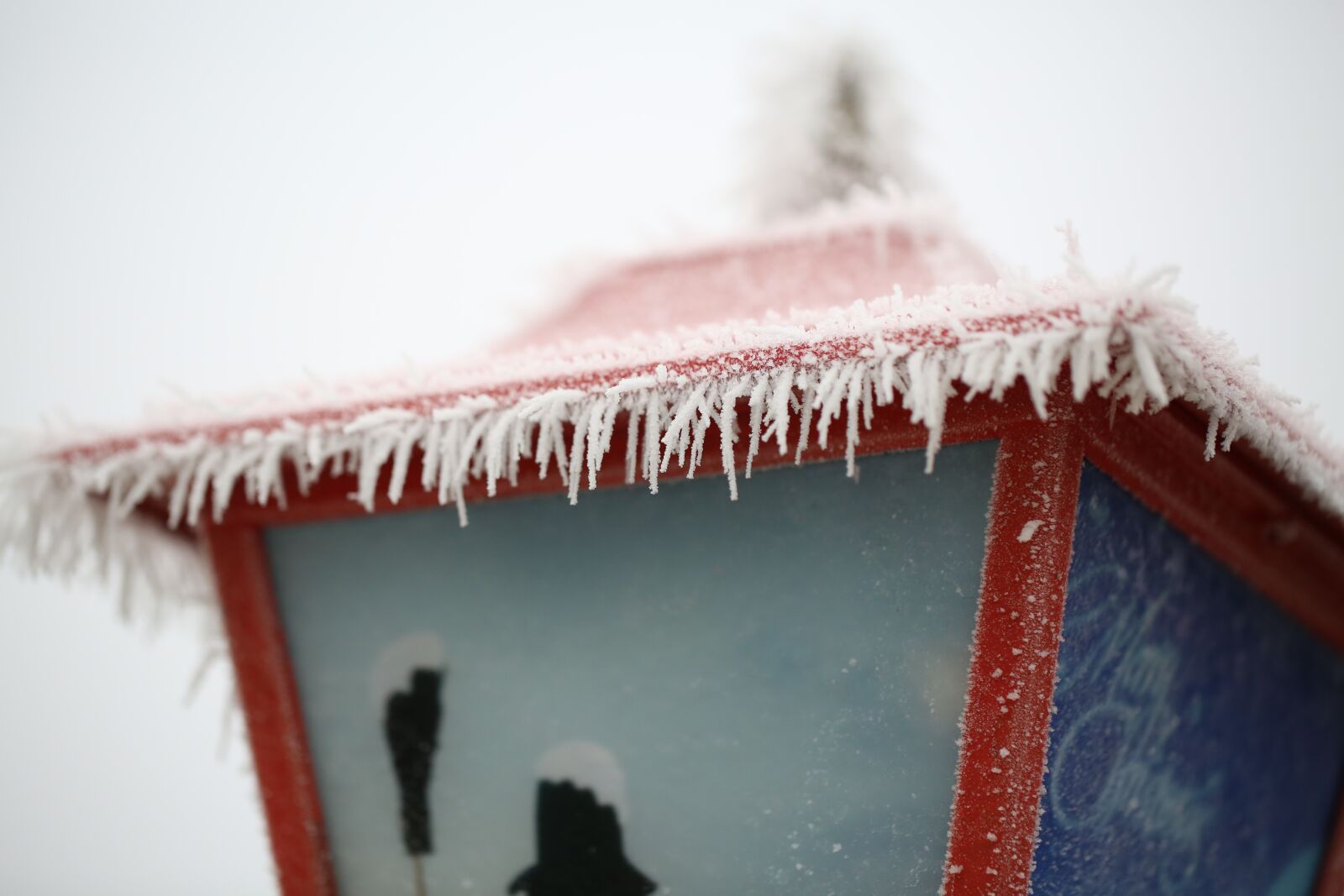 Canon EF 100mm F2.8L Macro IS USM sample photo. Ripe, hoarfrost, cold photography