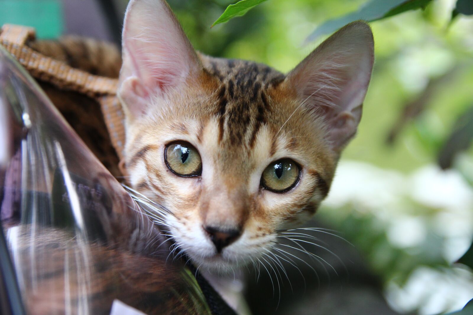Canon EOS 600D (Rebel EOS T3i / EOS Kiss X5) sample photo. Cat, stare, eye photography