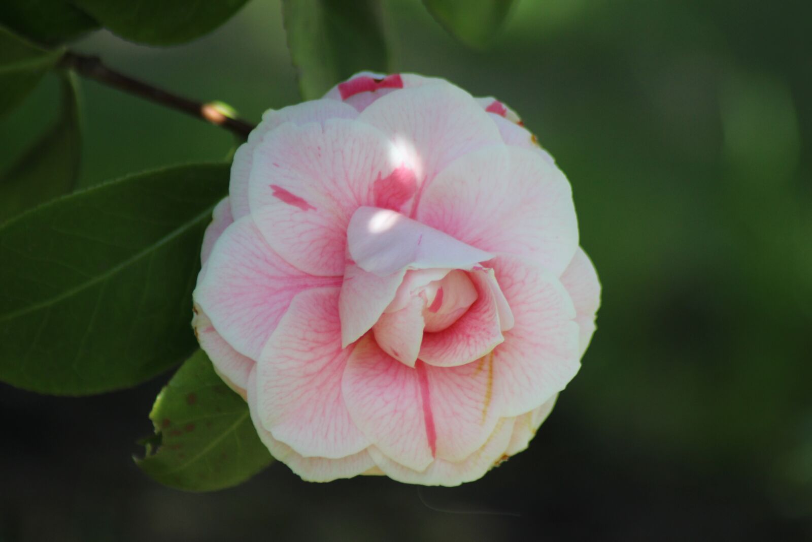 Canon EOS 700D (EOS Rebel T5i / EOS Kiss X7i) sample photo. Flower, nature, plant photography
