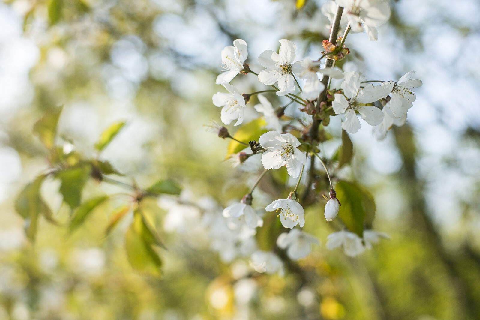 Canon EOS 5D Mark III + Canon EF 50mm F1.4 USM sample photo. Cherry, blossom, flower, flowering photography