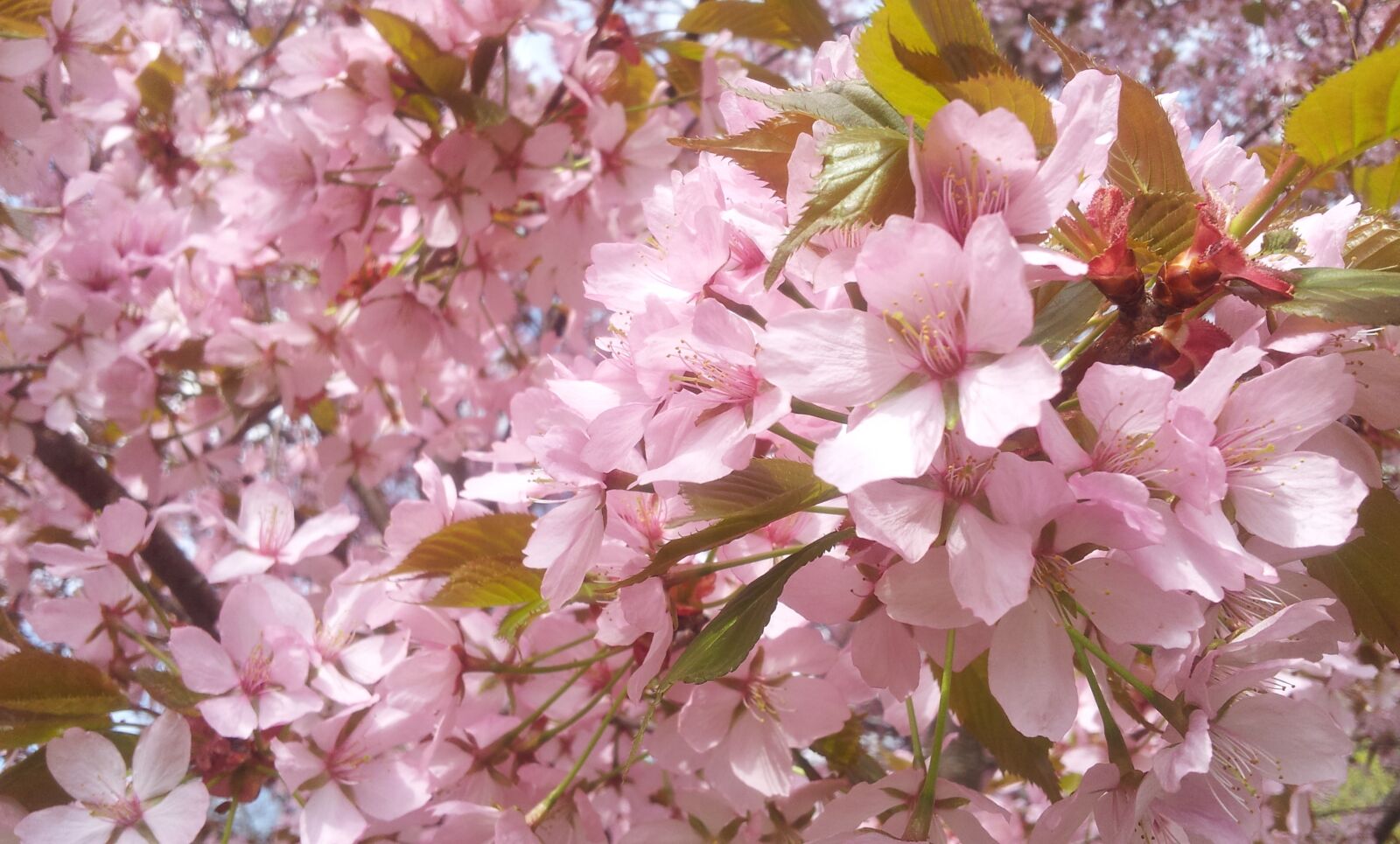 Samsung Galaxy S2 sample photo. Cherry blossom, flowers, pink photography