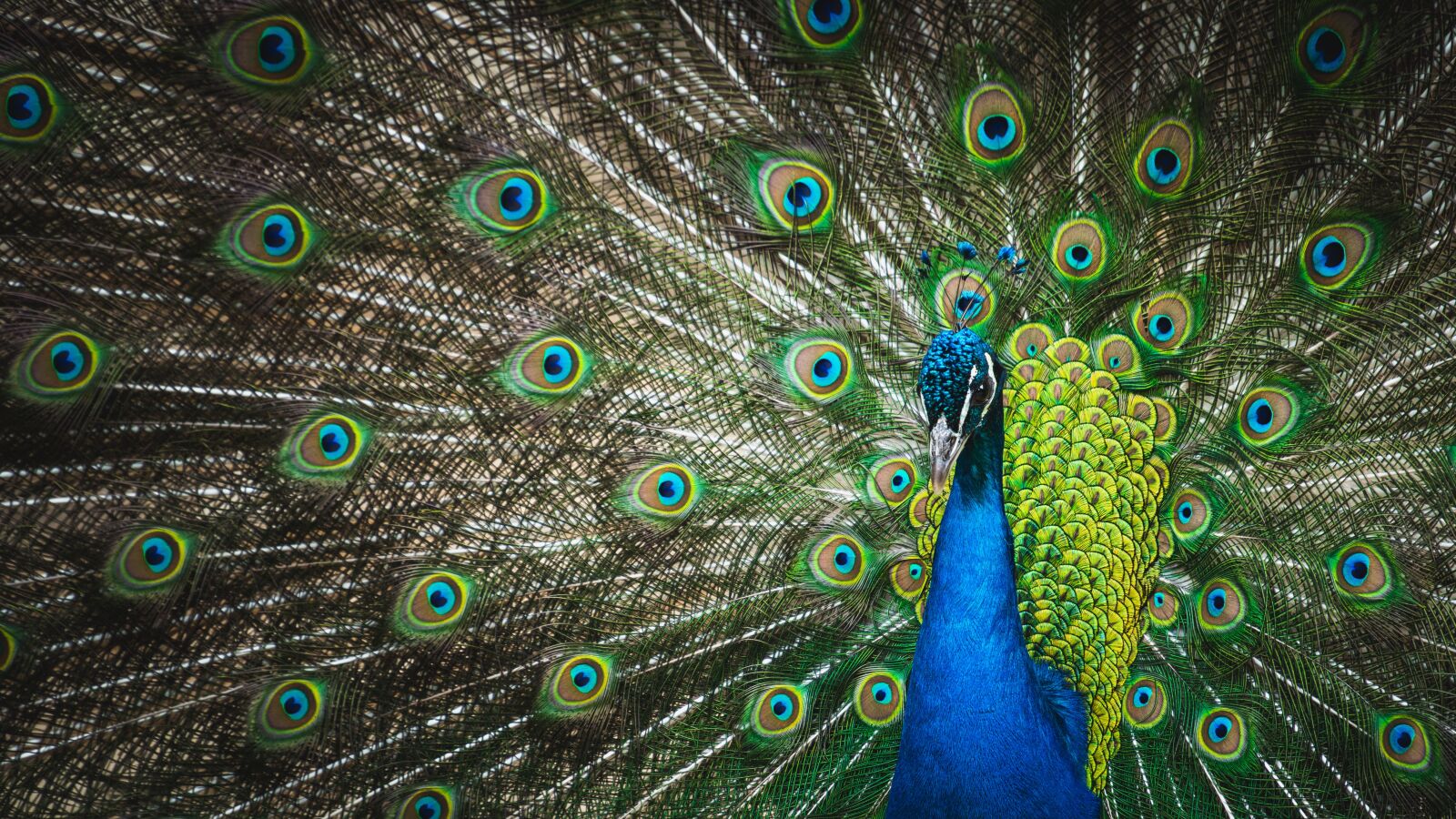 Sony a6300 + Sony E PZ 18-105mm F4 G OSS sample photo. Peacock, animal, bird photography