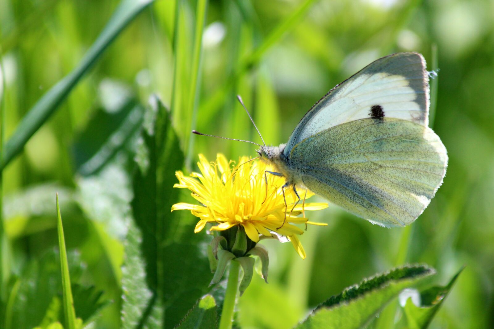 Canon EOS 650D (EOS Rebel T4i / EOS Kiss X6i) sample photo. Butterfly, belyanka, dandelion photography