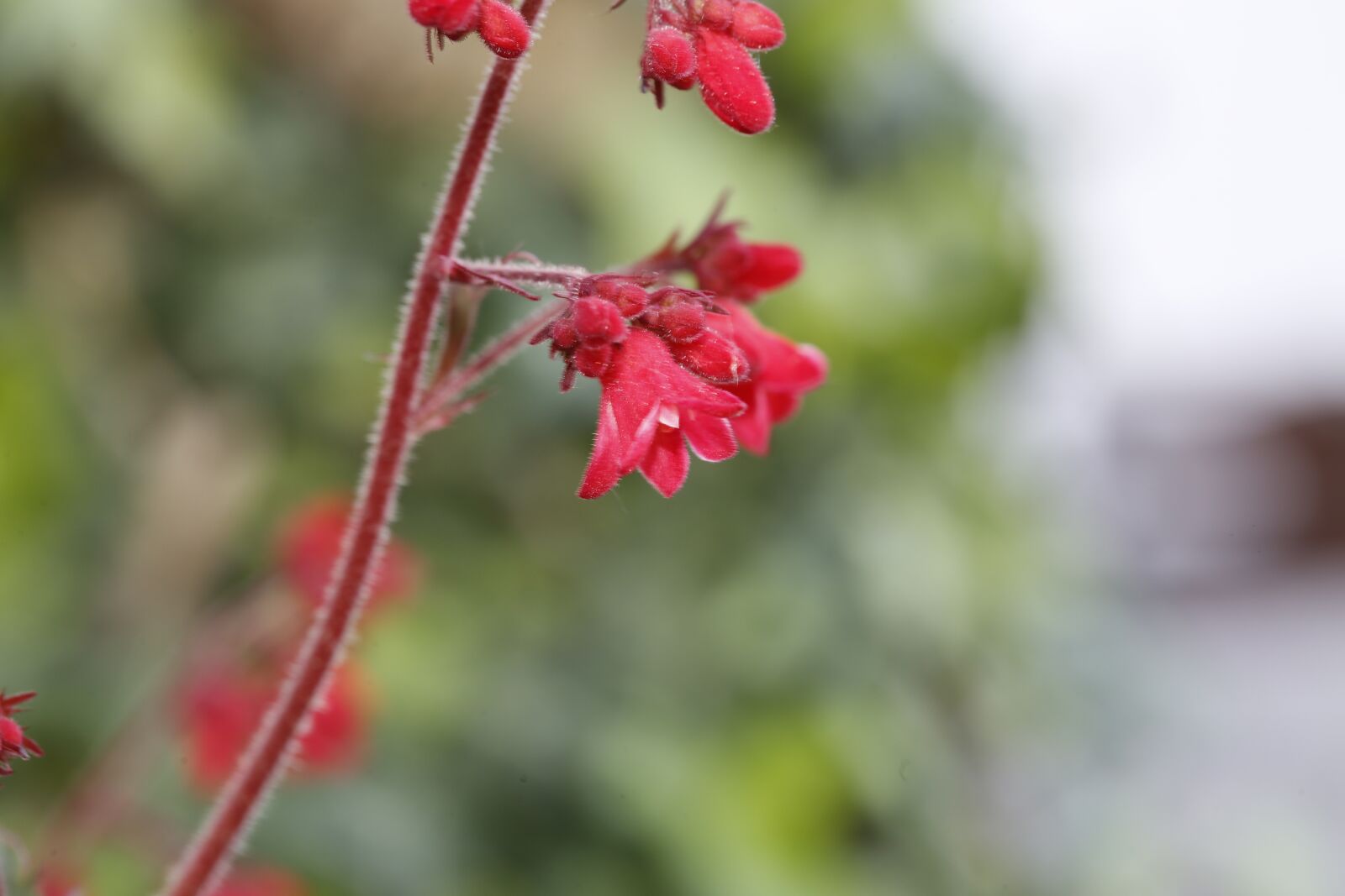 Canon EF 100mm F2.8L Macro IS USM sample photo. Flower, blossom, bloom photography