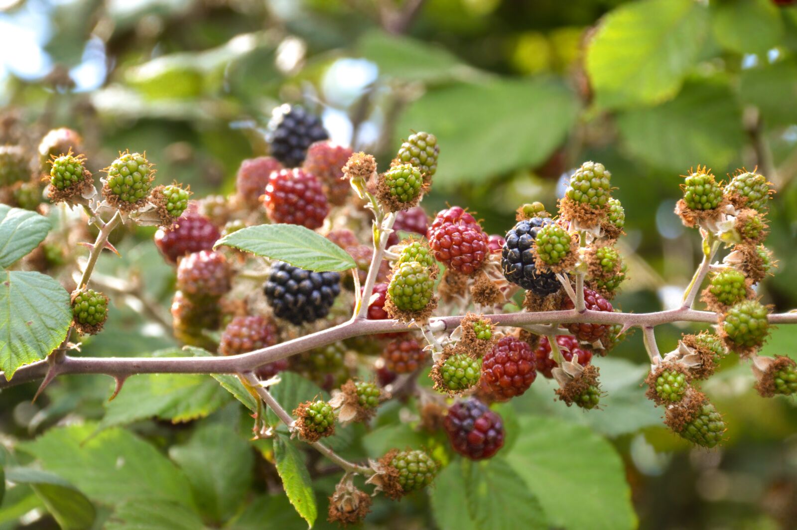 Nikon D3200 sample photo. Berry, nature, fruit photography