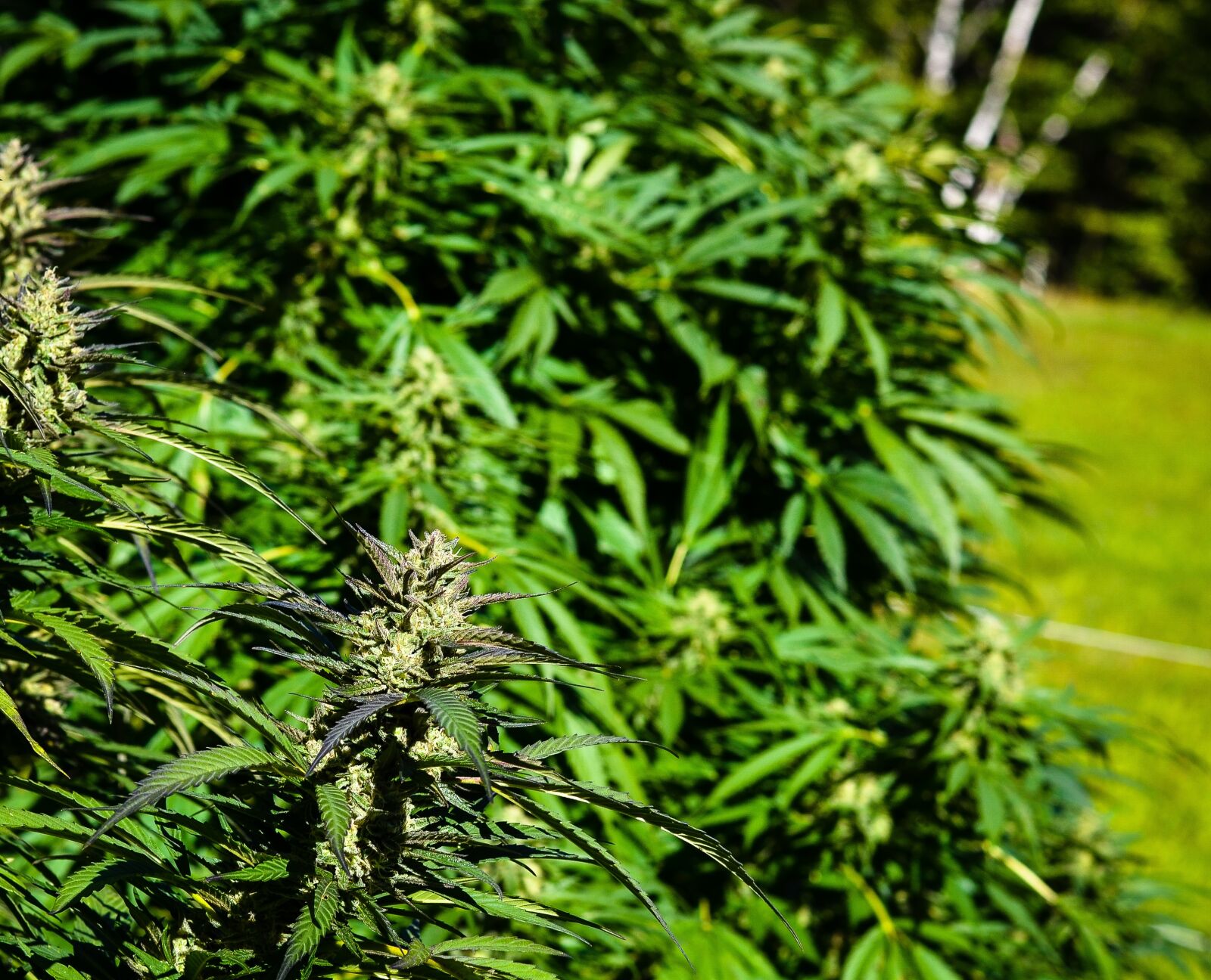 Nikon D3100 sample photo. Marijuana, weed, cannabis photography