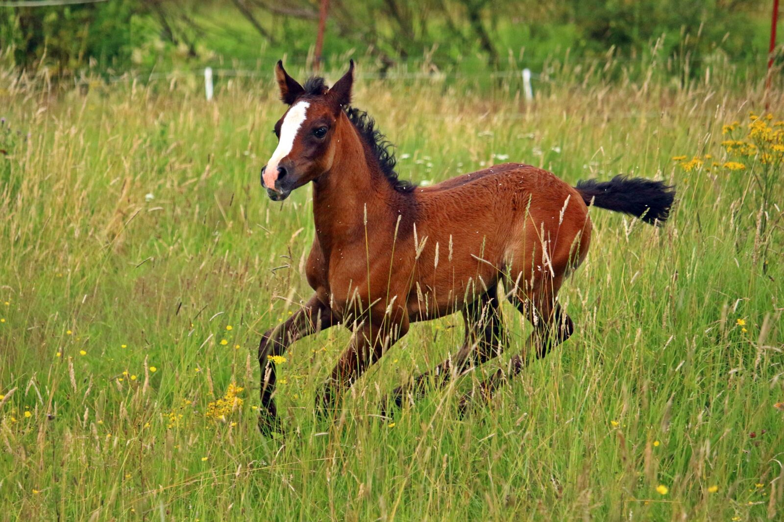 Canon EOS 100D (EOS Rebel SL1 / EOS Kiss X7) sample photo. Horse, thoroughbred arabian, foal photography