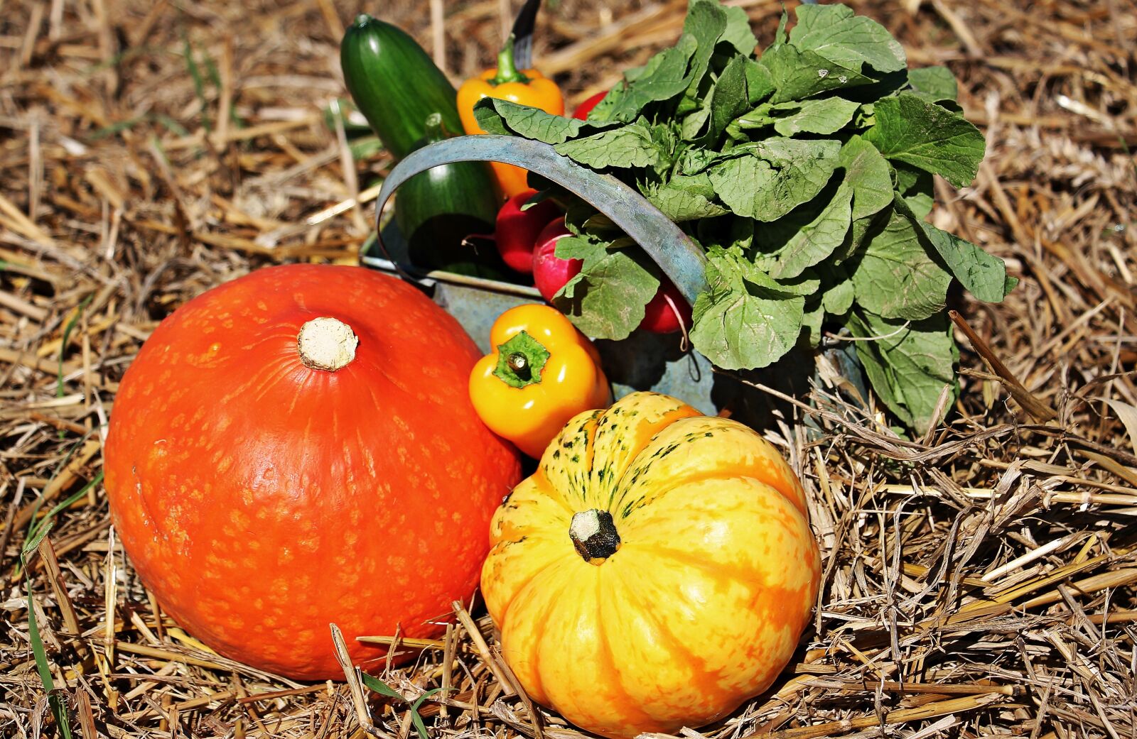 Canon EOS 550D (EOS Rebel T2i / EOS Kiss X4) sample photo. Thanksgiving, pumpkins, cucumbers photography