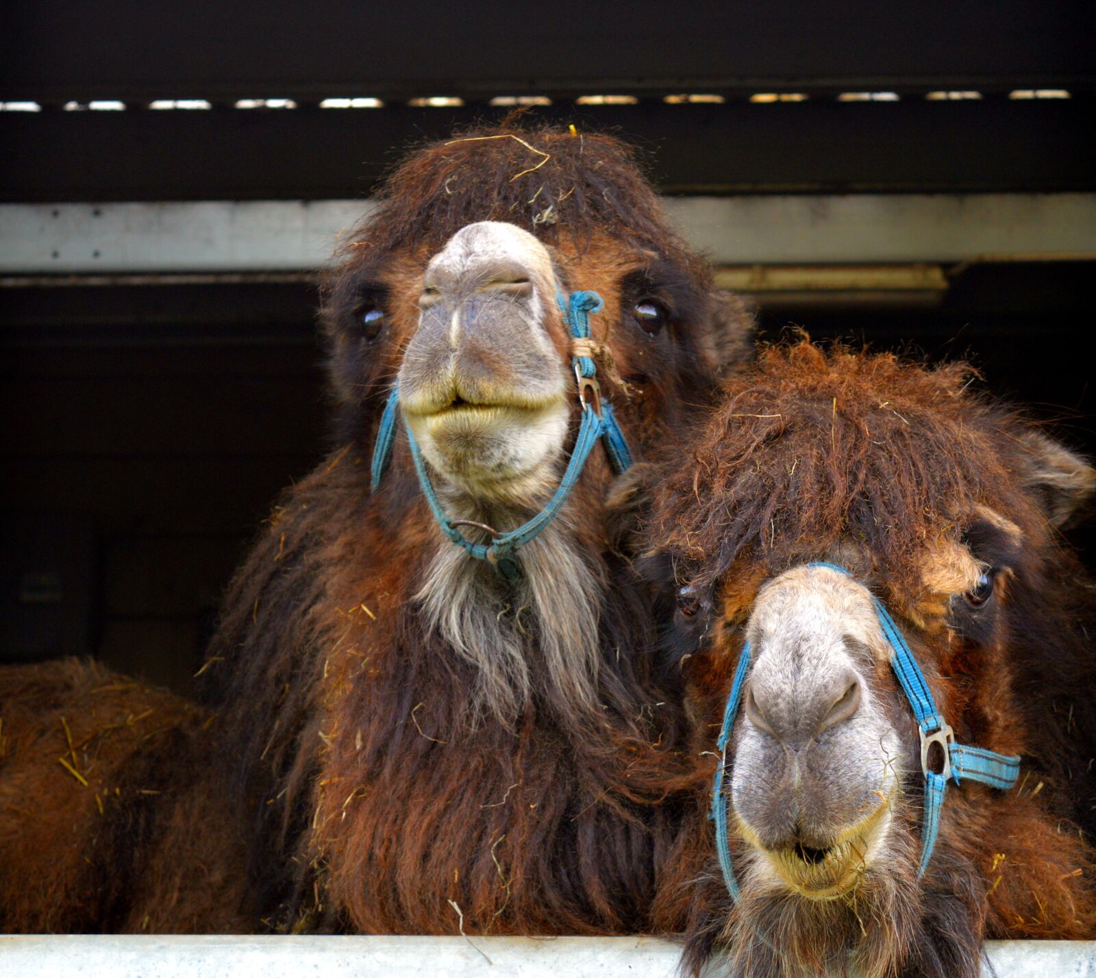 Nikon D3200 sample photo. Camel, desert ship, animal photography