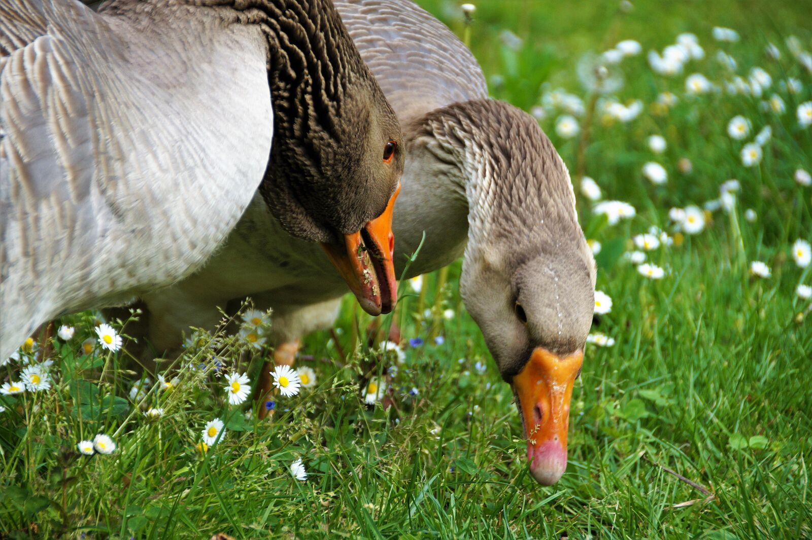 Sony SLT-A58 sample photo. Goose, large, bird photography