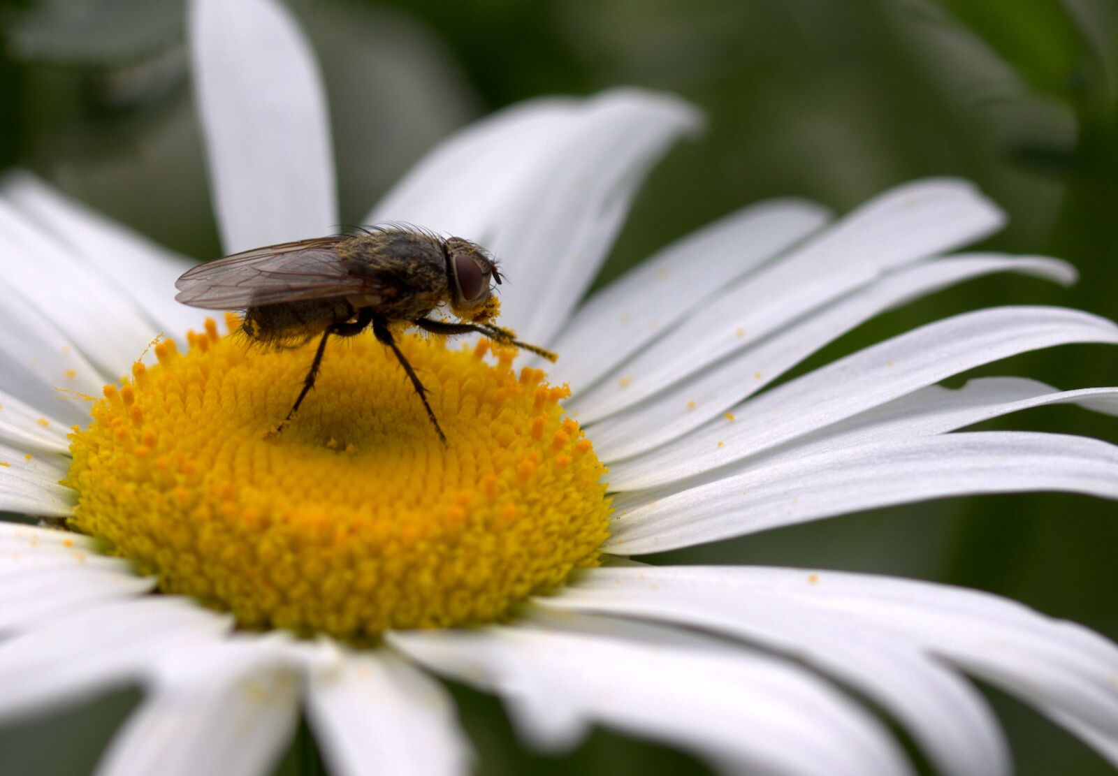 Canon EF-S 60mm F2.8 Macro USM sample photo. Fly, daisy, pollen photography