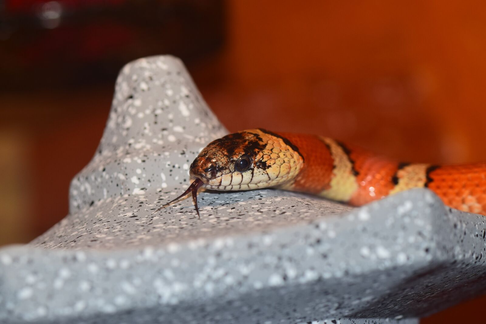 Nikon D5300 sample photo. Snake, non toxic, constrictor photography