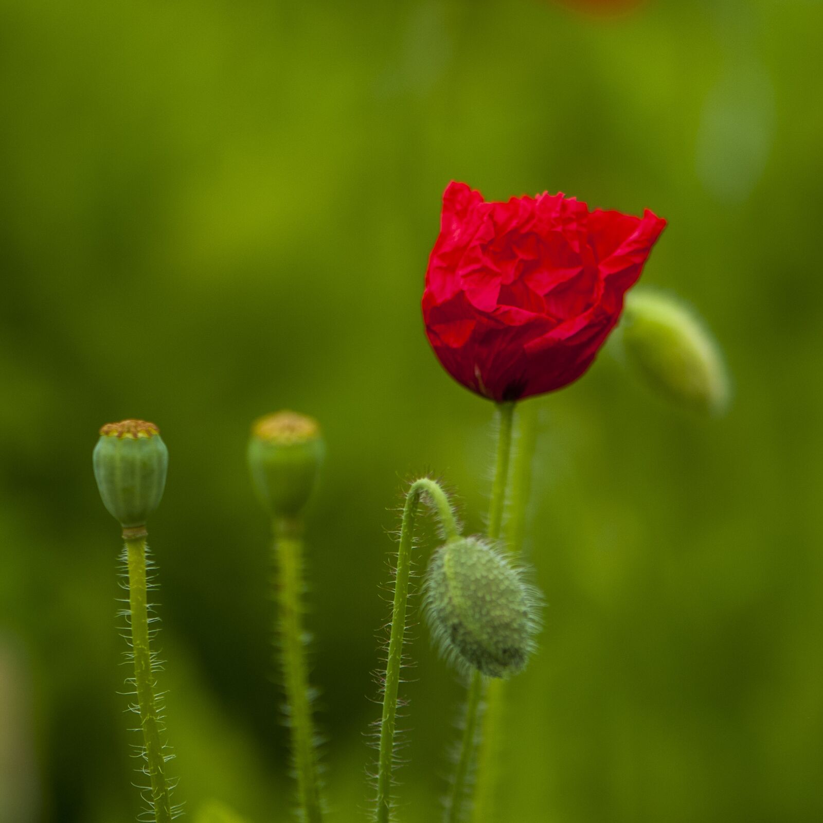Nikon D300 sample photo. Red flowers, red, close-up photography