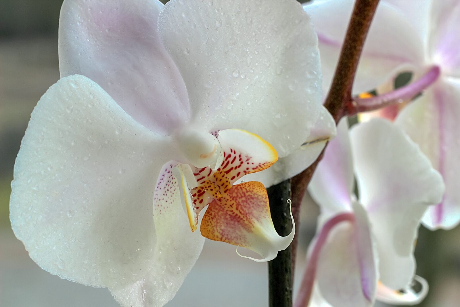 Canon EOS 600D (Rebel EOS T3i / EOS Kiss X5) sample photo. Orchid, flower, blossom photography