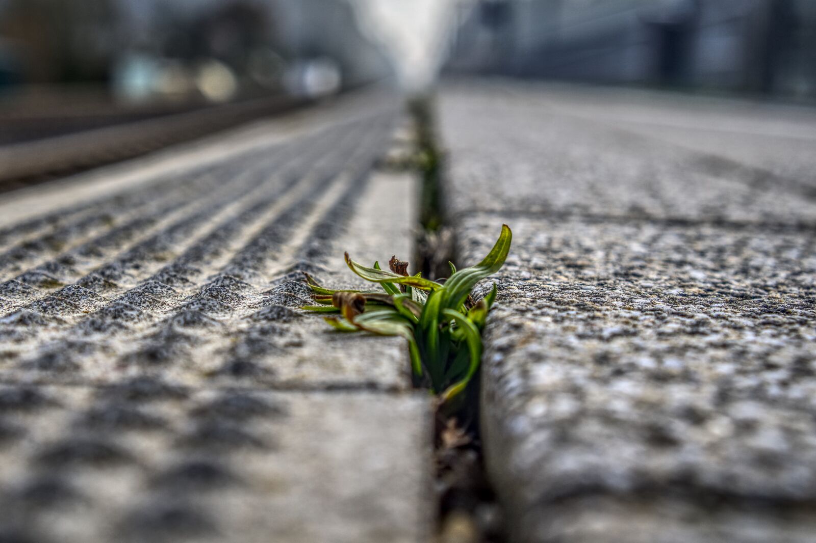 Sony a6000 + Sony E 35mm F1.8 OSS sample photo. Platform, weed, plant photography