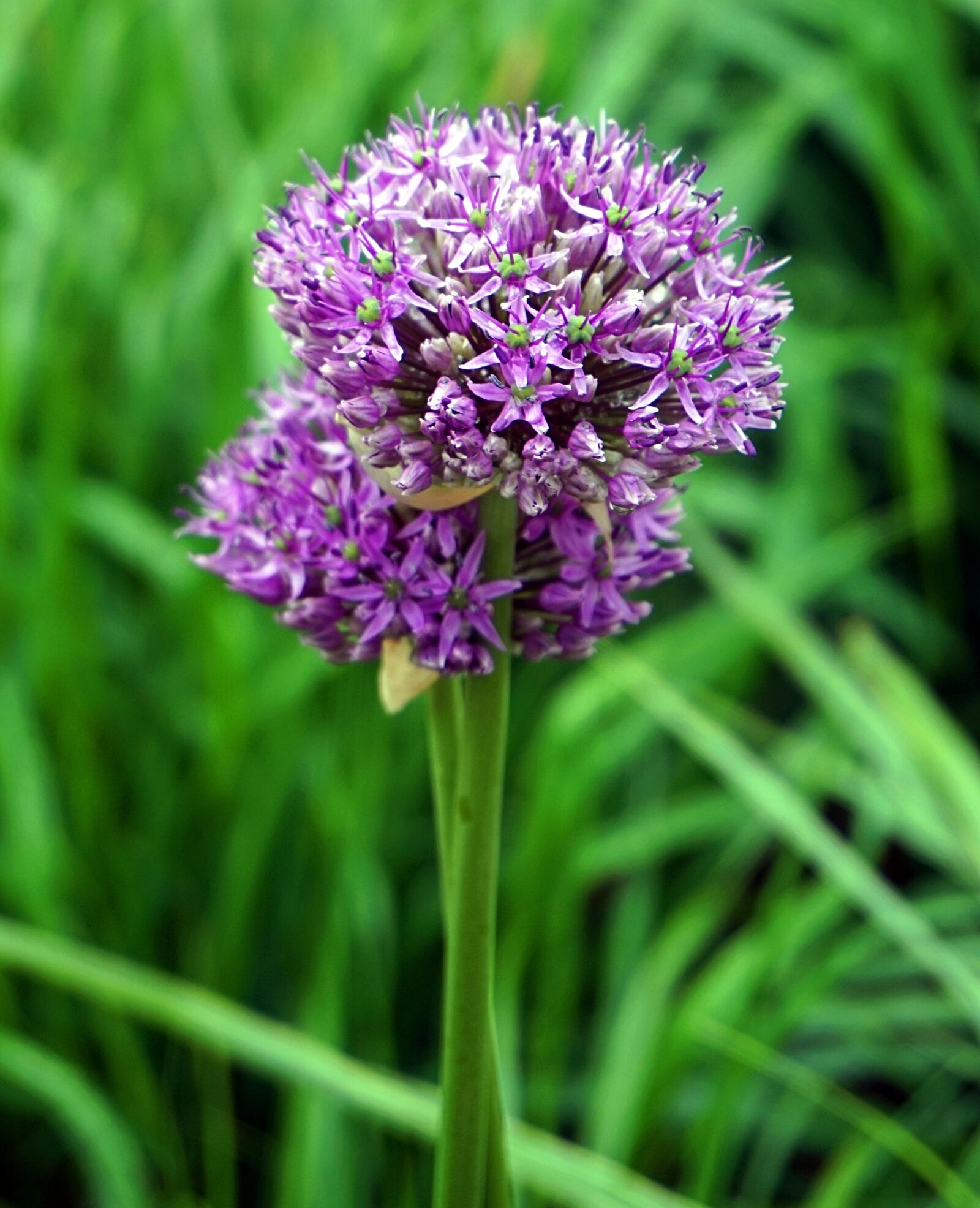 Sony E 16-50mm F3.5-5.6 PZ OSS sample photo. Allium, ornamental onion, blossom photography