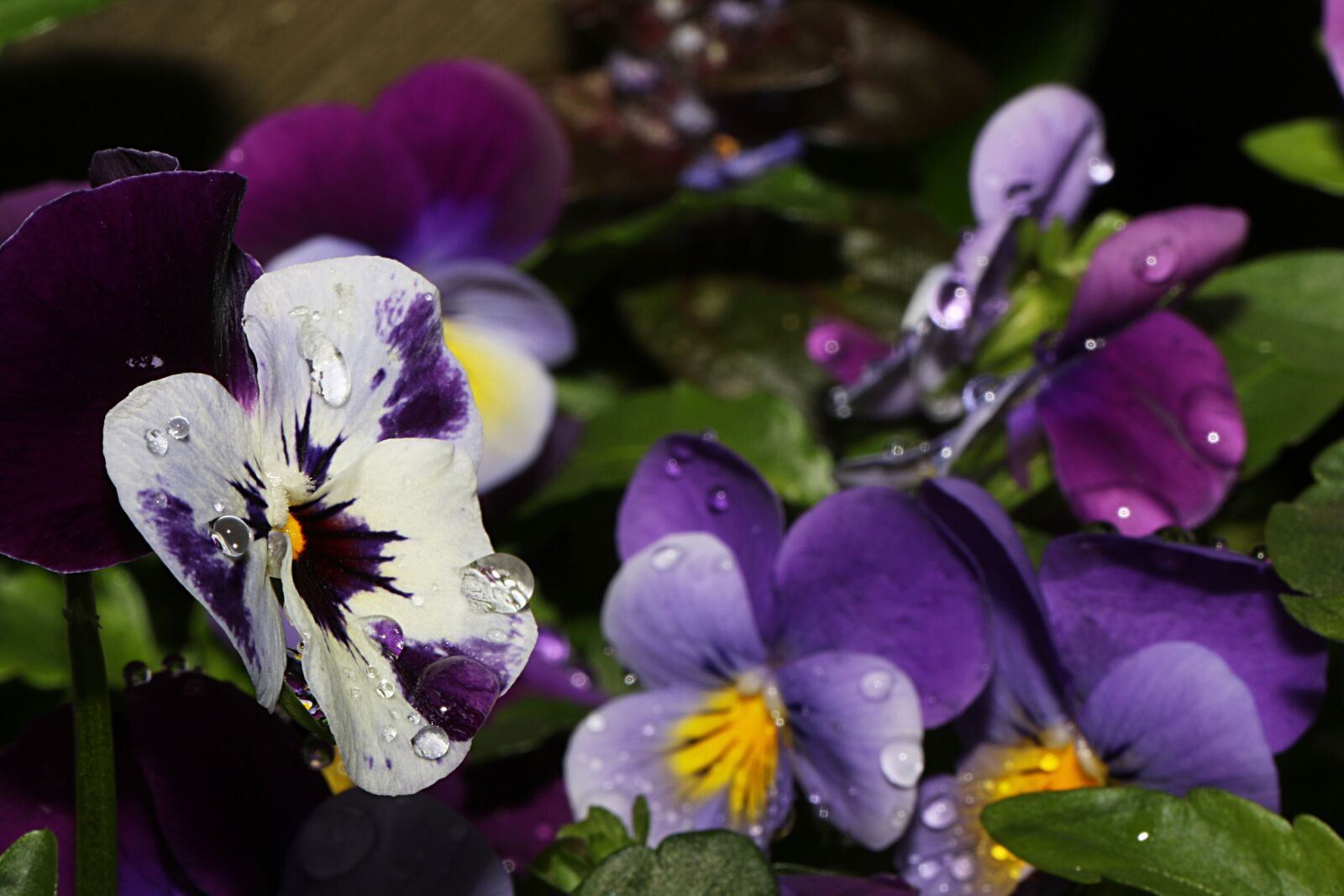 Canon EOS 7D Mark II + Canon EF 100mm F2.8L Macro IS USM sample photo. Pansy, flower, macro photography