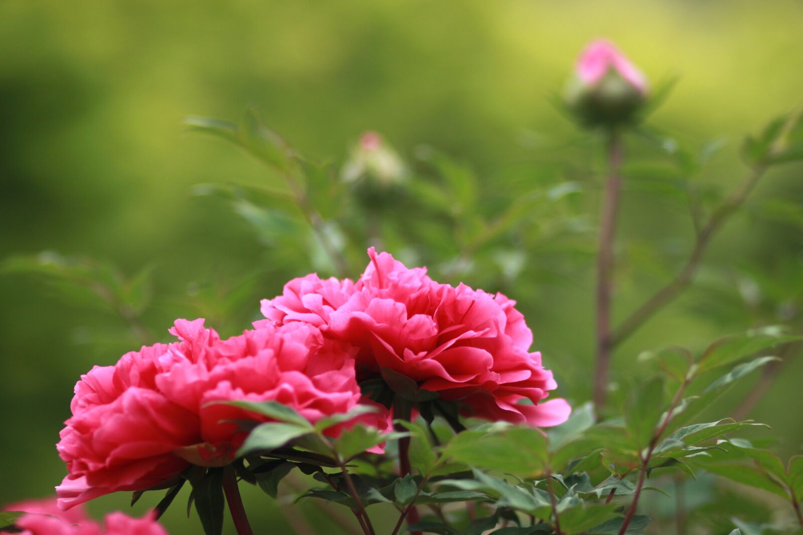 Canon EOS 500D (EOS Rebel T1i / EOS Kiss X3) sample photo. Noel online gift shop photography